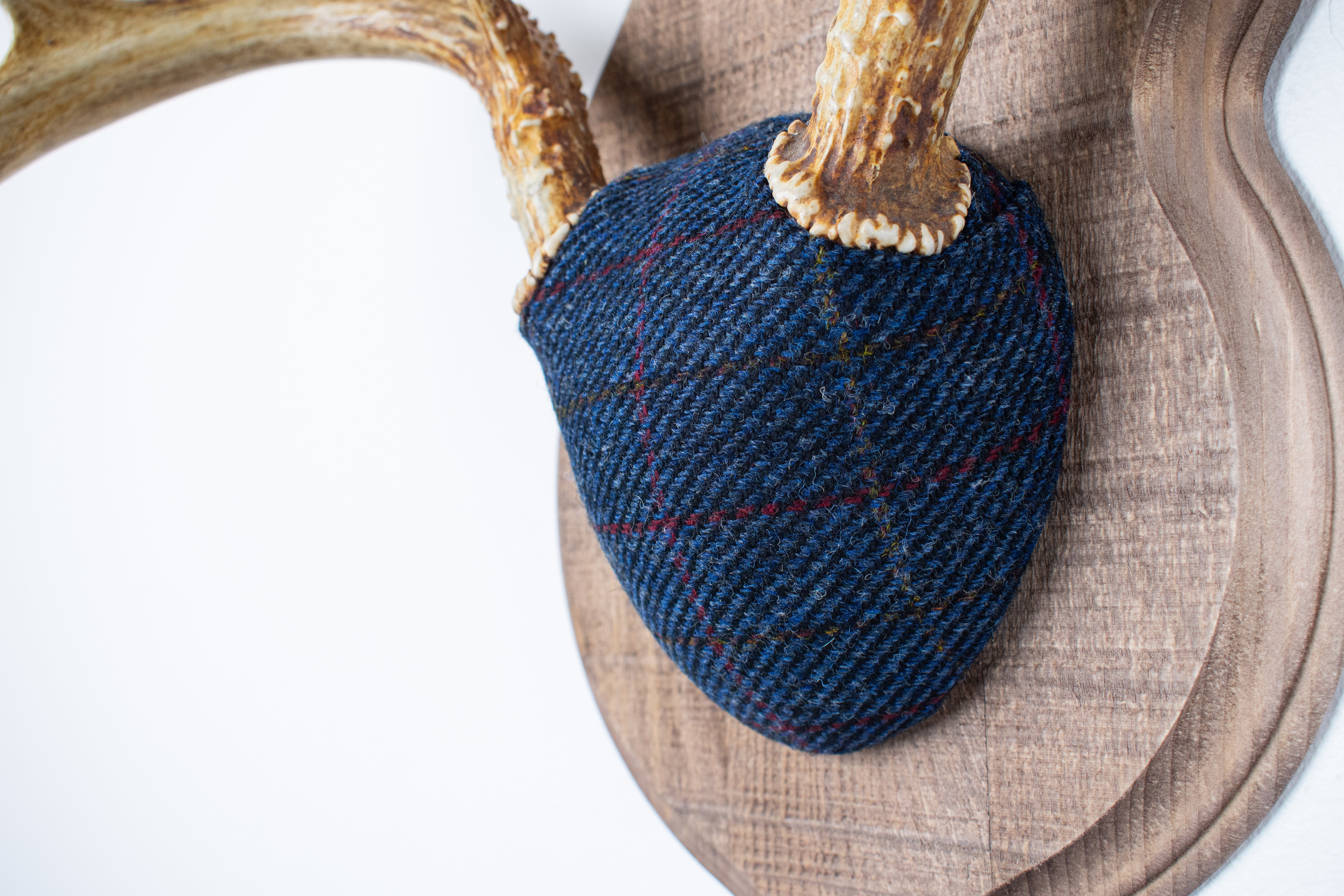 Whitetail Deer Antler Mount | Blue with Red Overcheck | 07