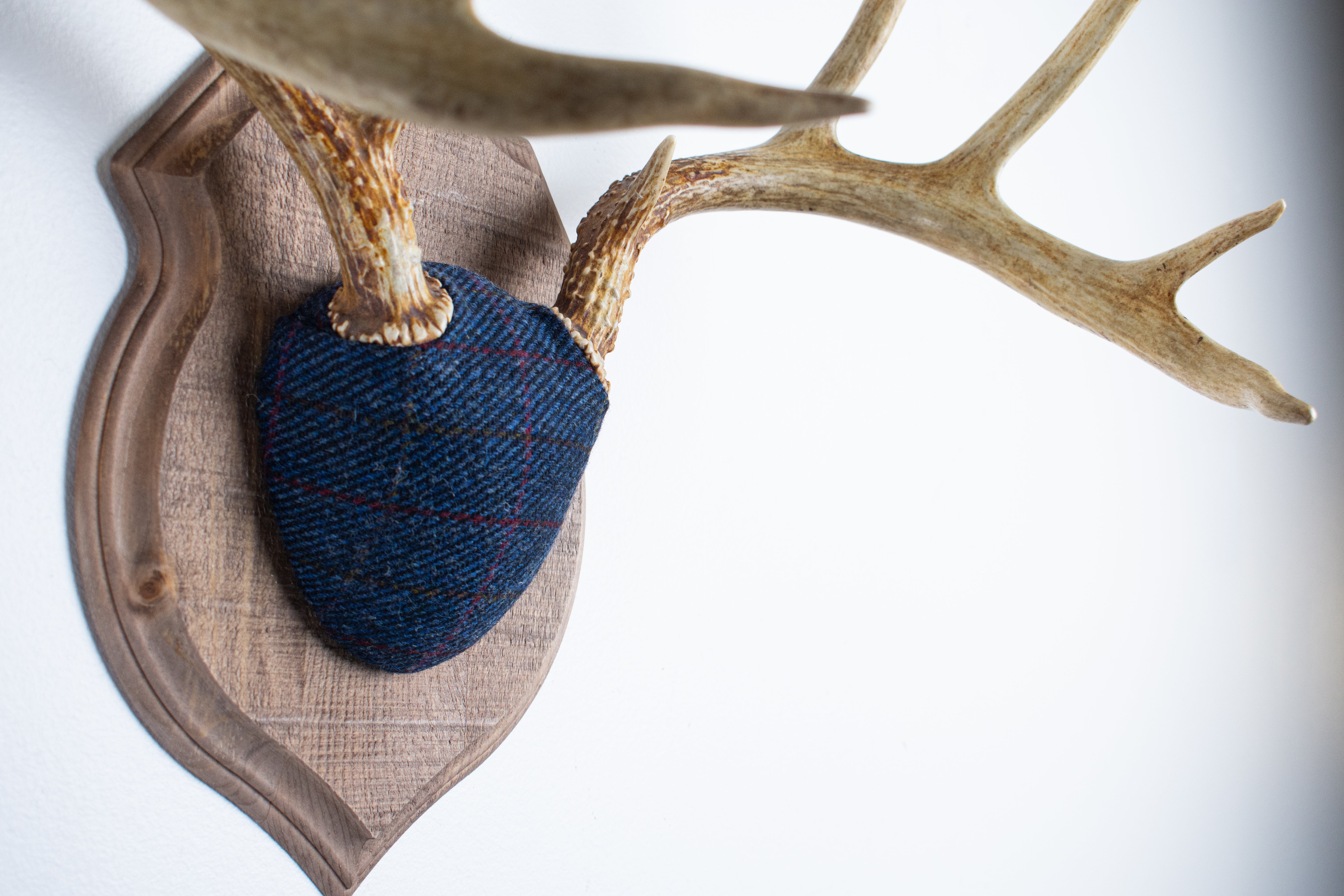 Whitetail Deer Antler Mount | Blue with Red Overcheck | 07