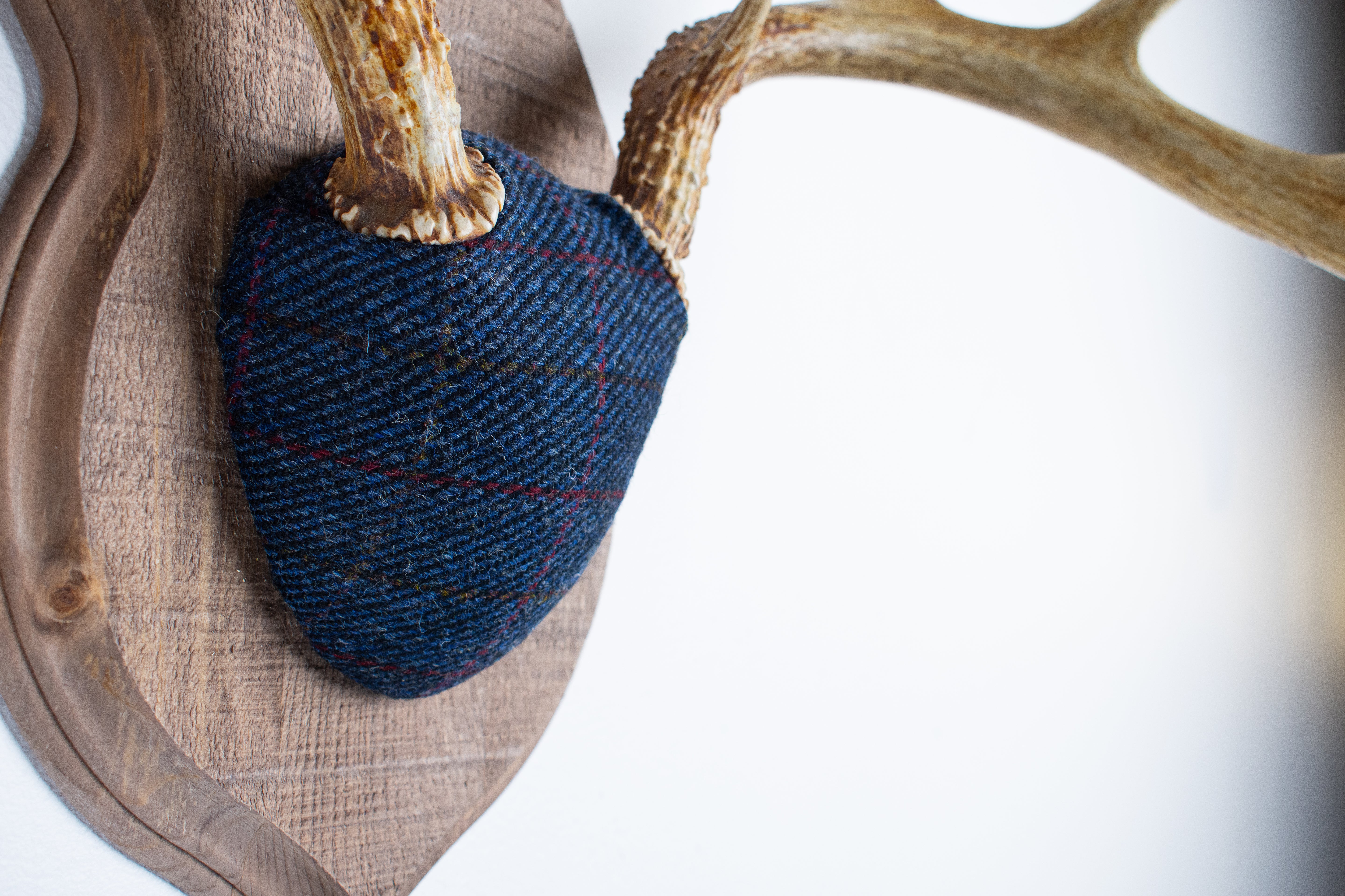 Whitetail Deer Antler Mount | Blue with Red Overcheck | 07