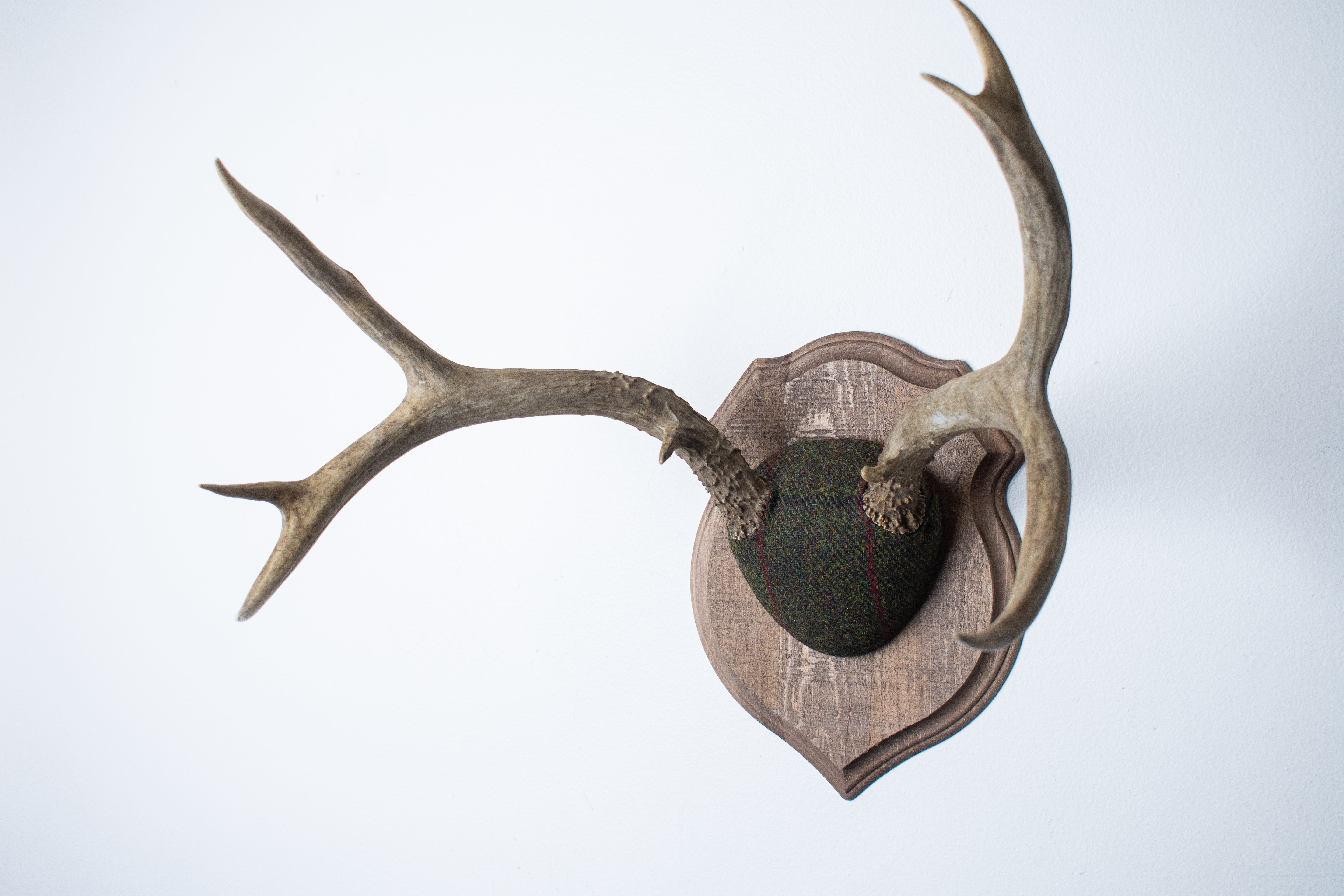 Mule Deer Antler Mount | Green with Black and Red Overcheck | 01