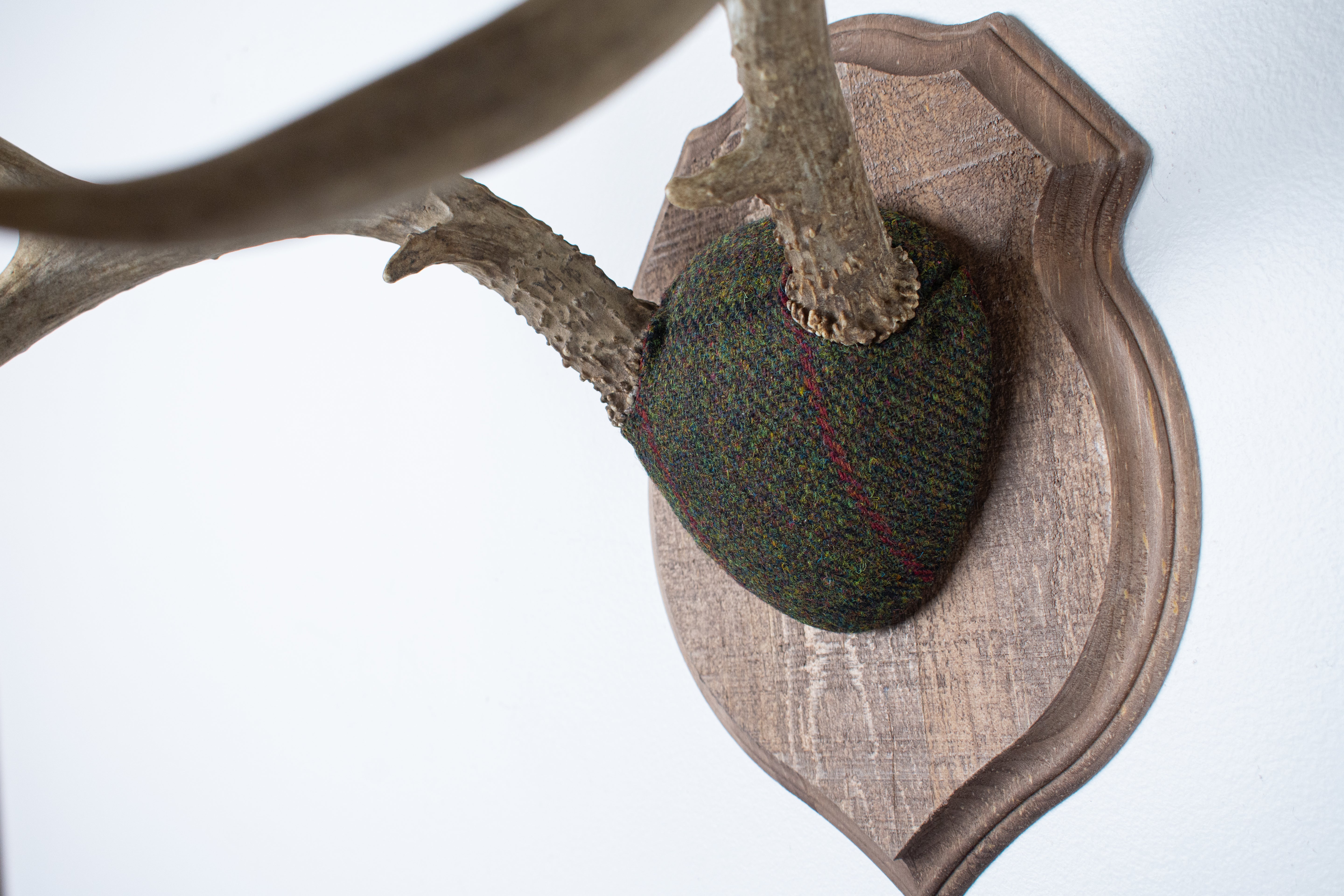 Mule Deer Antler Mount | Green with Black and Red Overcheck | 01