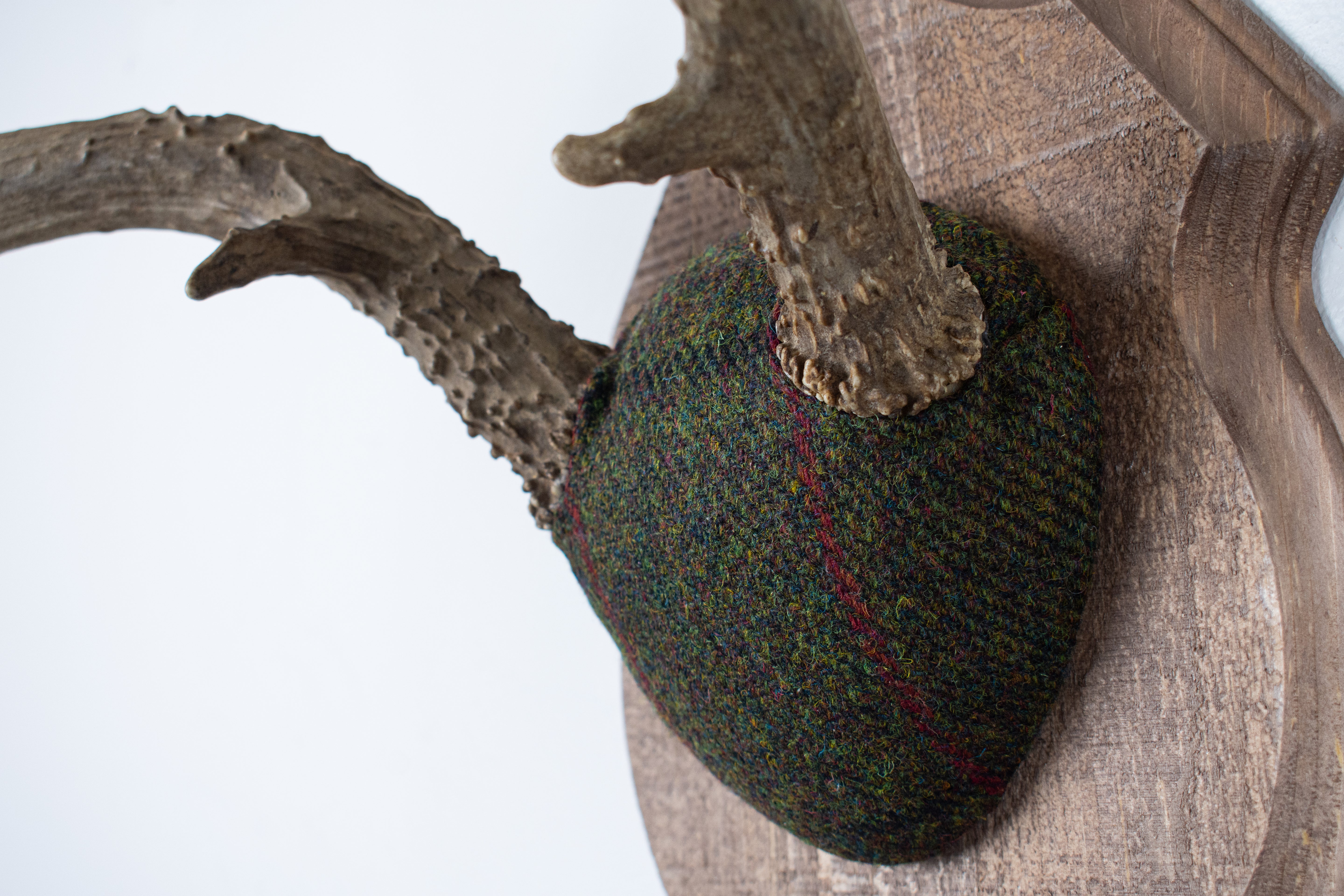 Mule Deer Antler Mount | Green with Black and Red Overcheck | 01