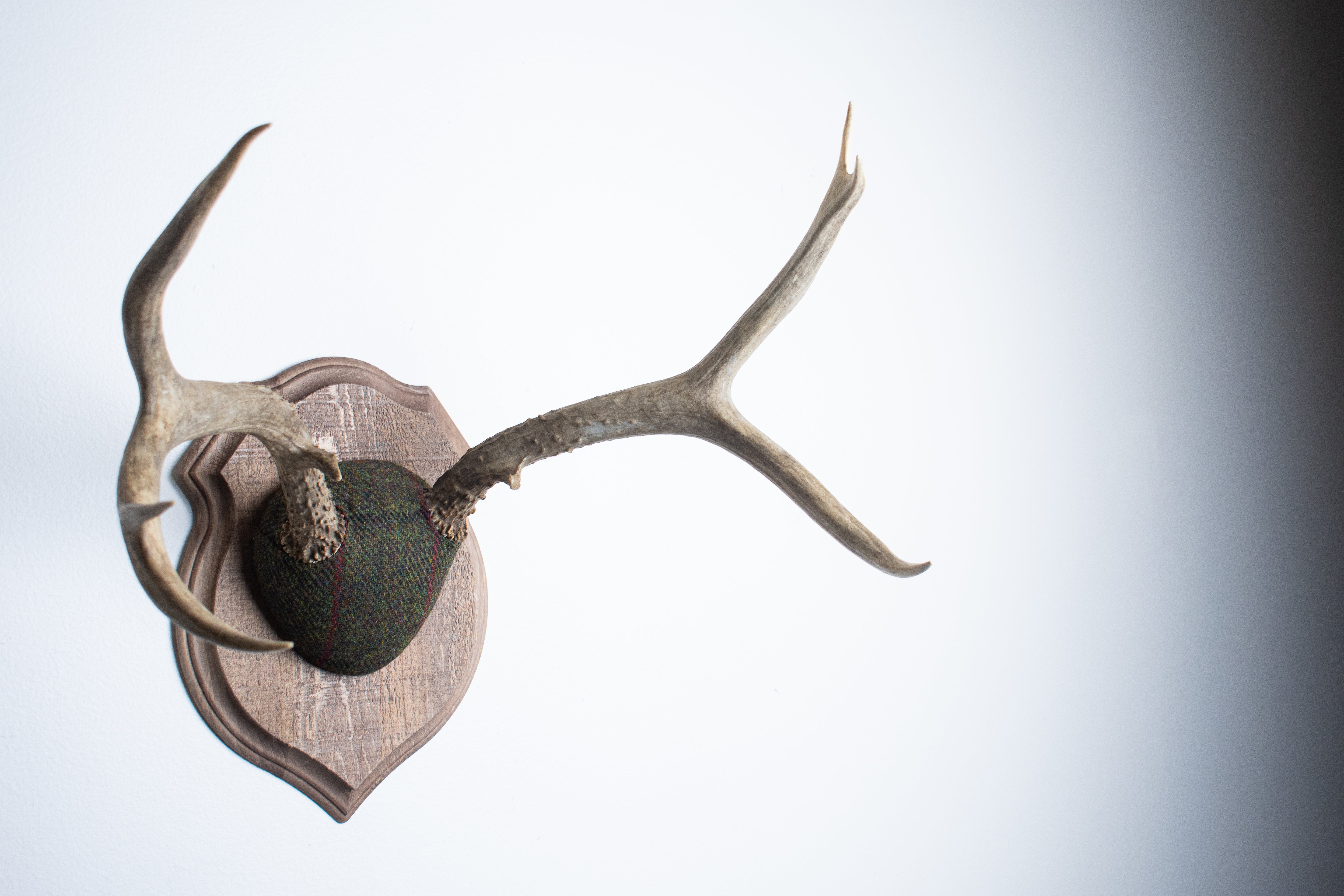 Mule Deer Antler Mount | Green with Black and Red Overcheck | 01