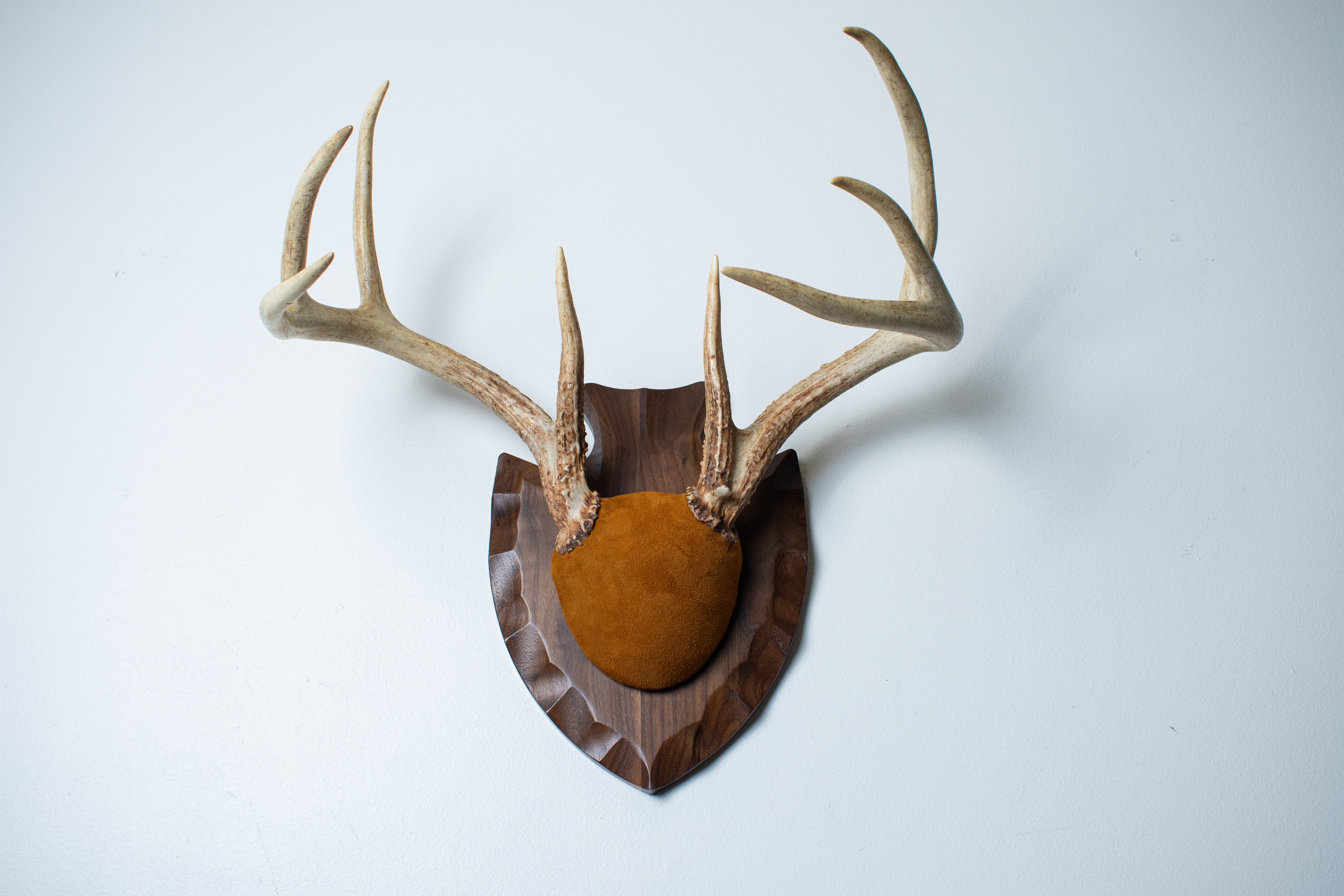 Whitetail Deer Antler Mount | Nutmeg | 02