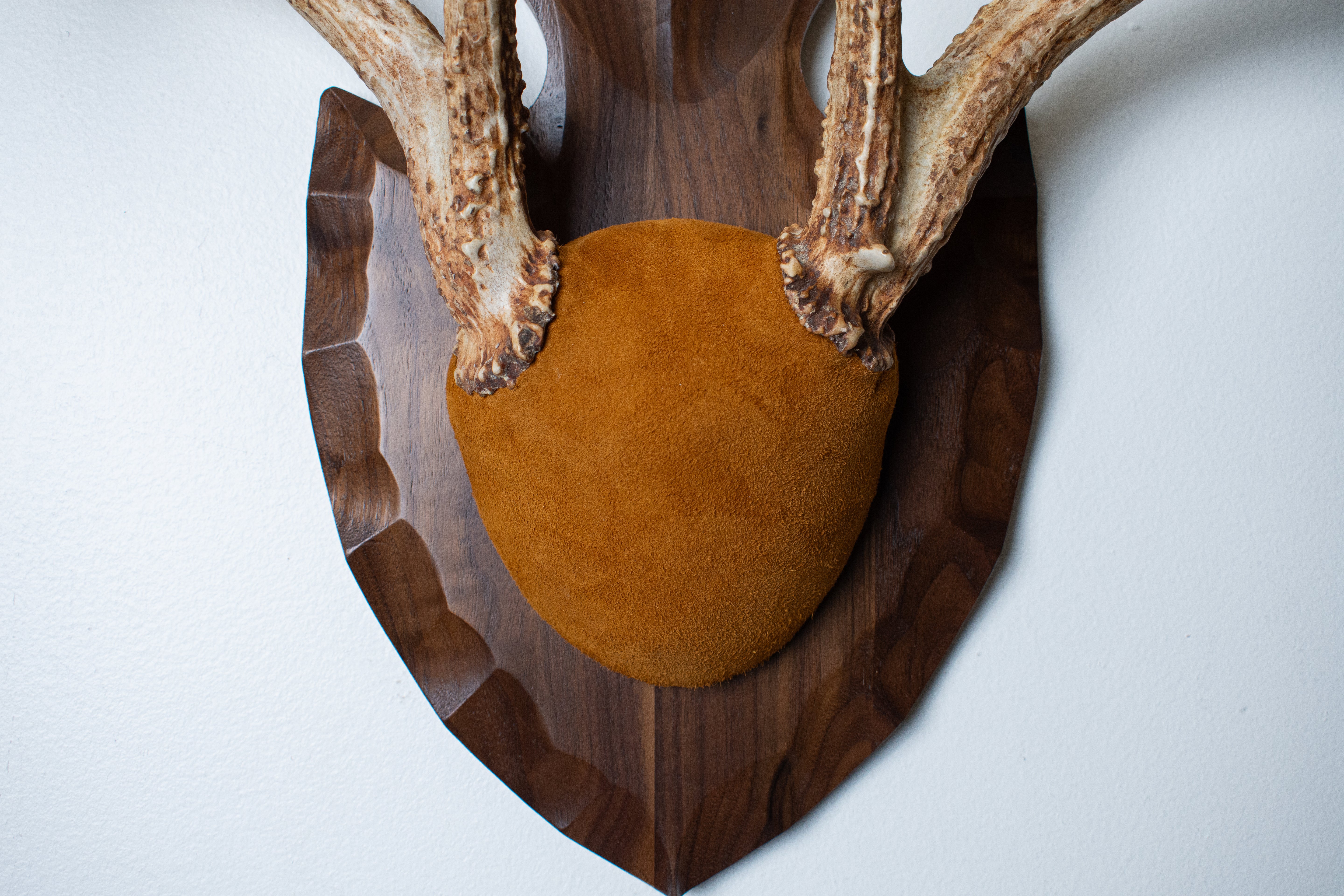 Whitetail Deer Antler Mount | Nutmeg | 02