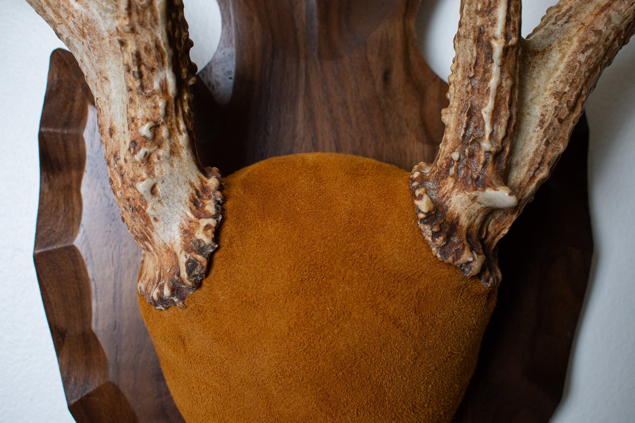 Whitetail Deer Antler Mount | Nutmeg | 02