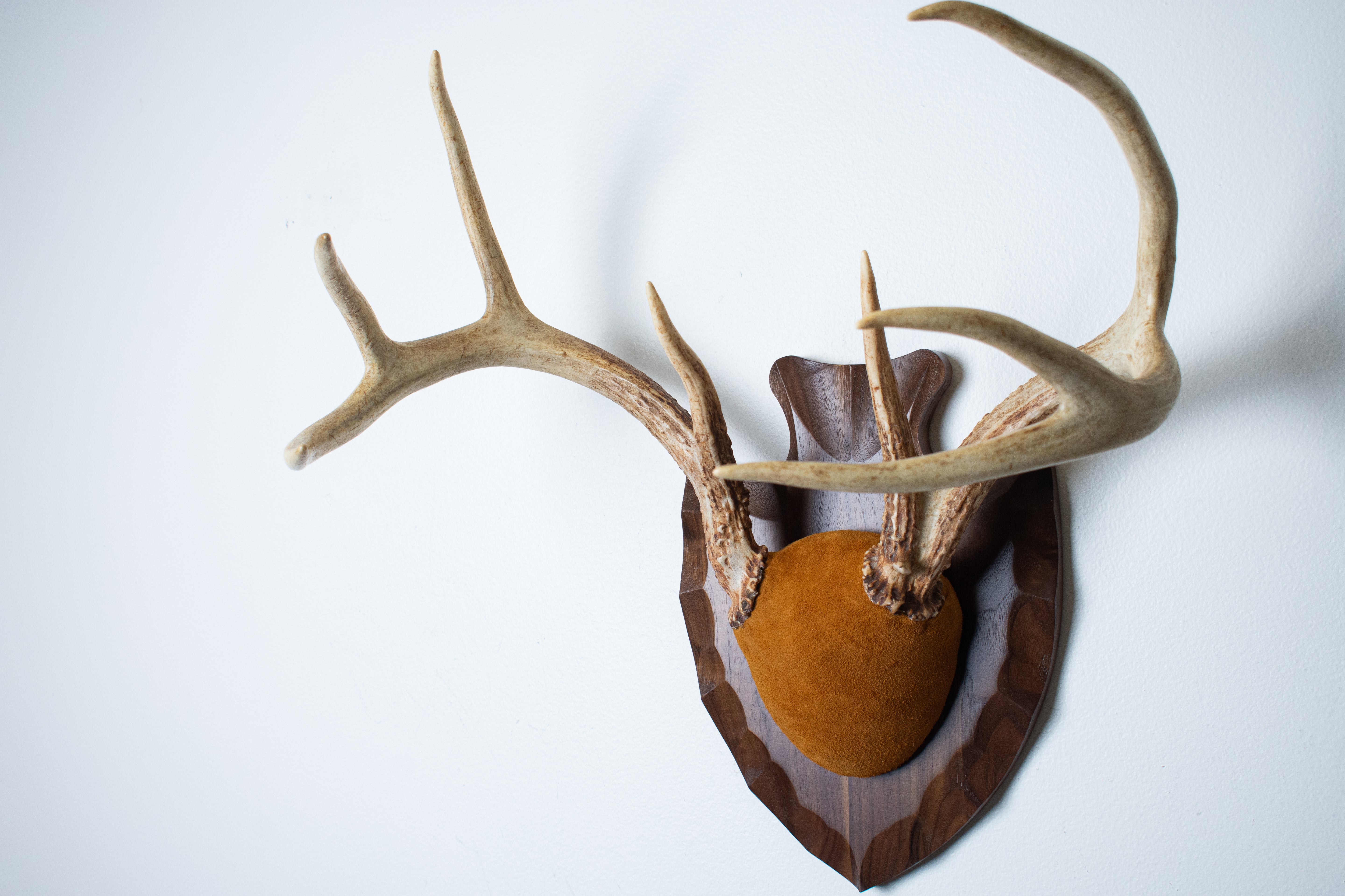 Whitetail Deer Antler Mount | Nutmeg | 02