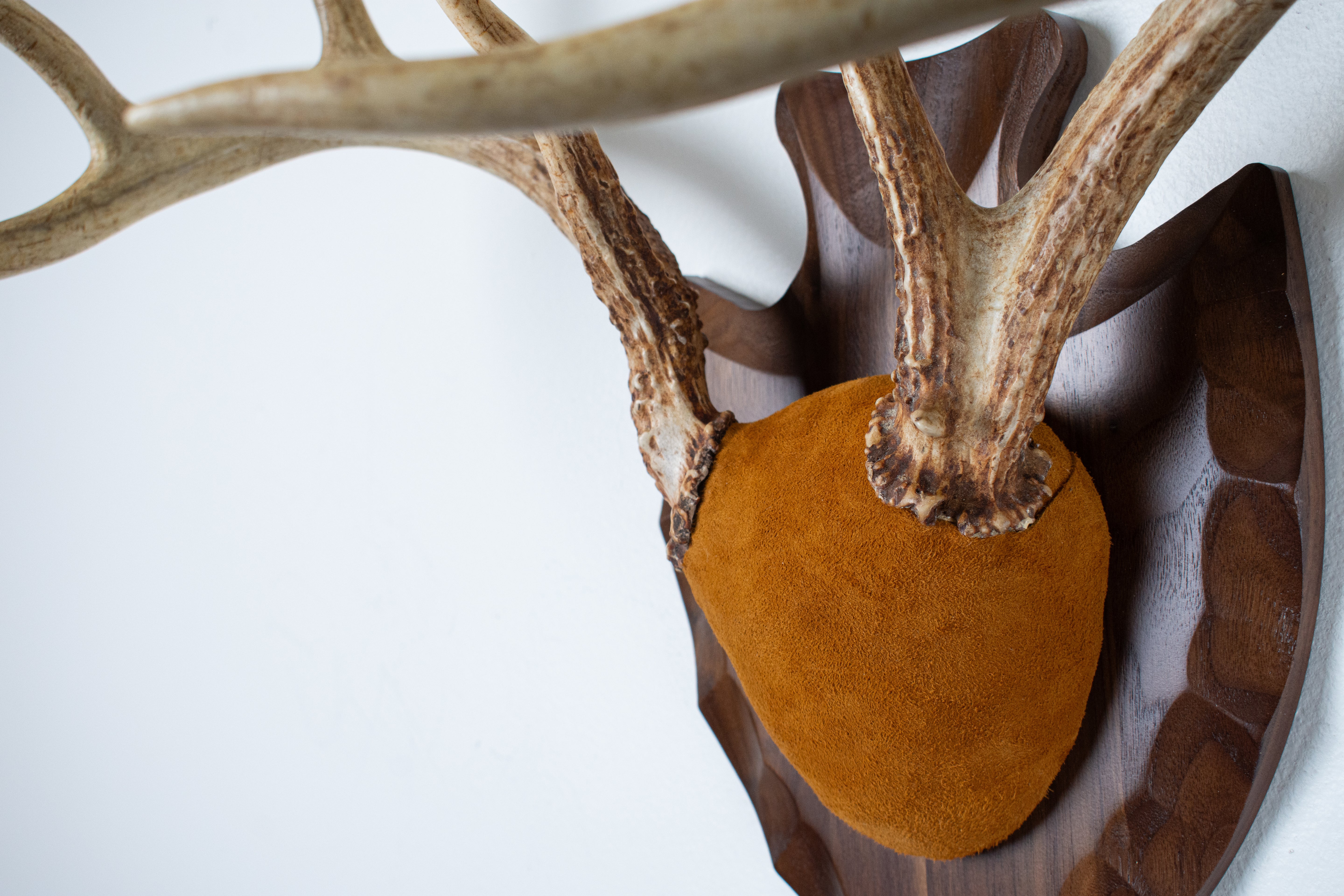 Whitetail Deer Antler Mount | Nutmeg | 02