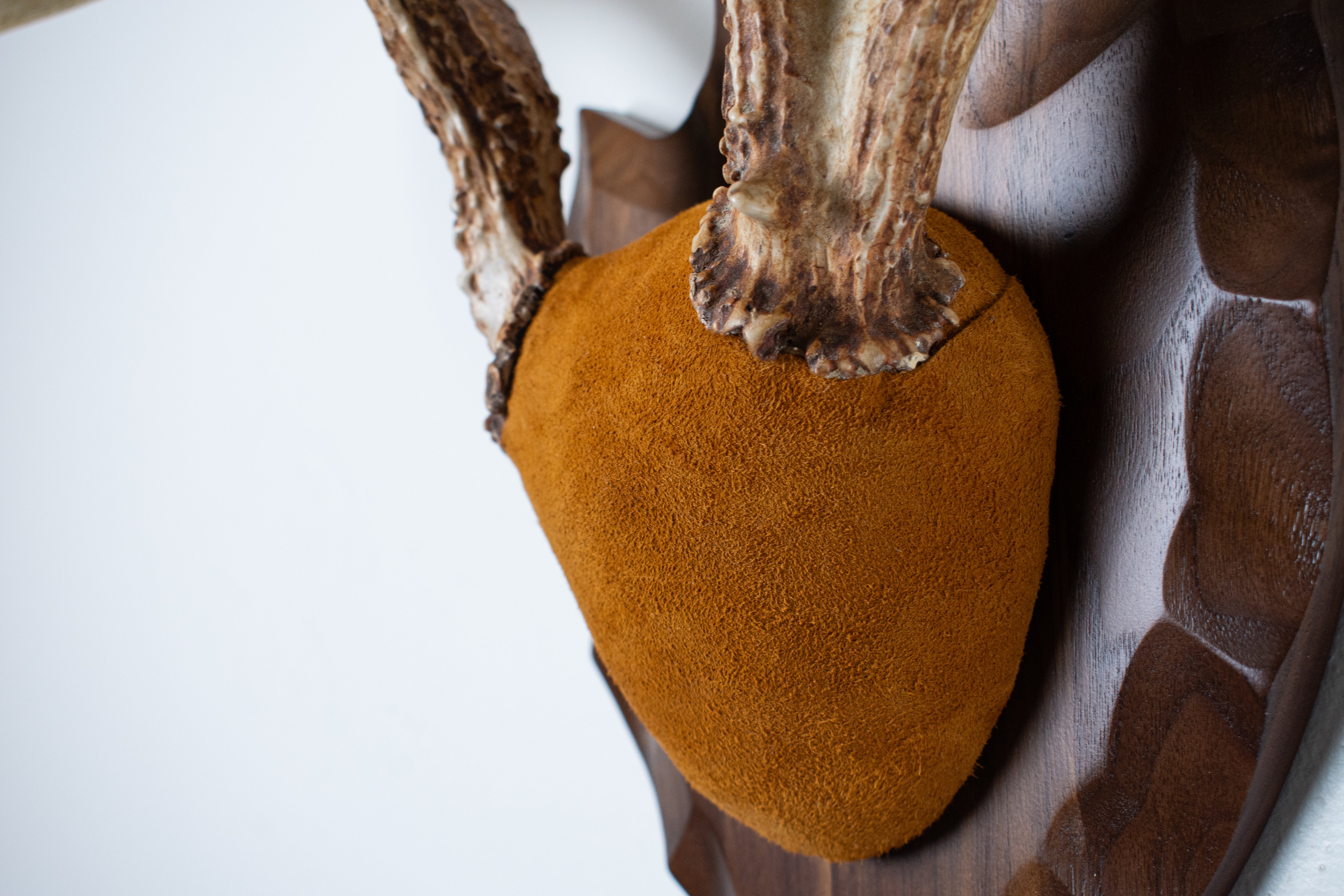 Whitetail Deer Antler Mount | Nutmeg | 02