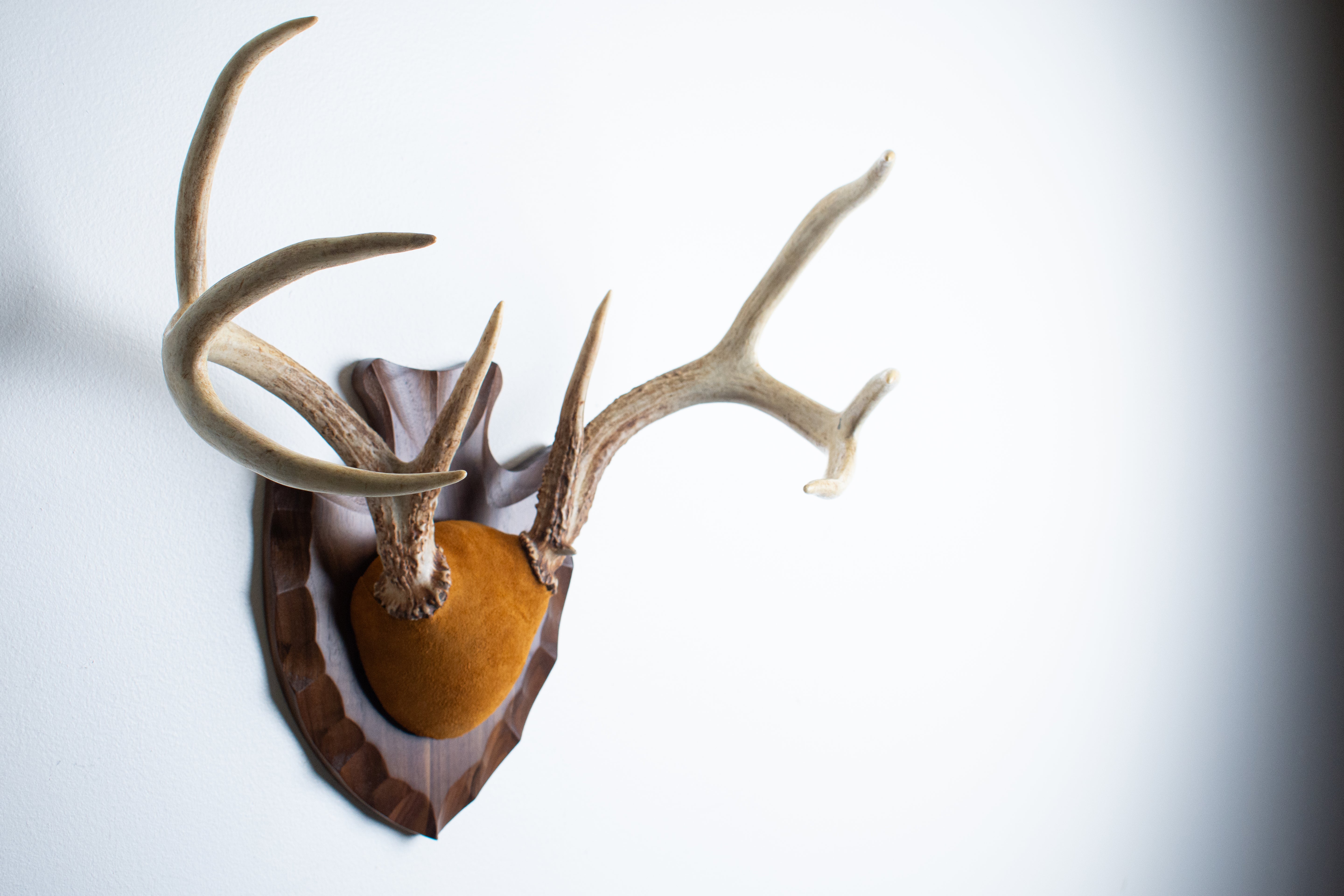 Whitetail Deer Antler Mount | Nutmeg | 02