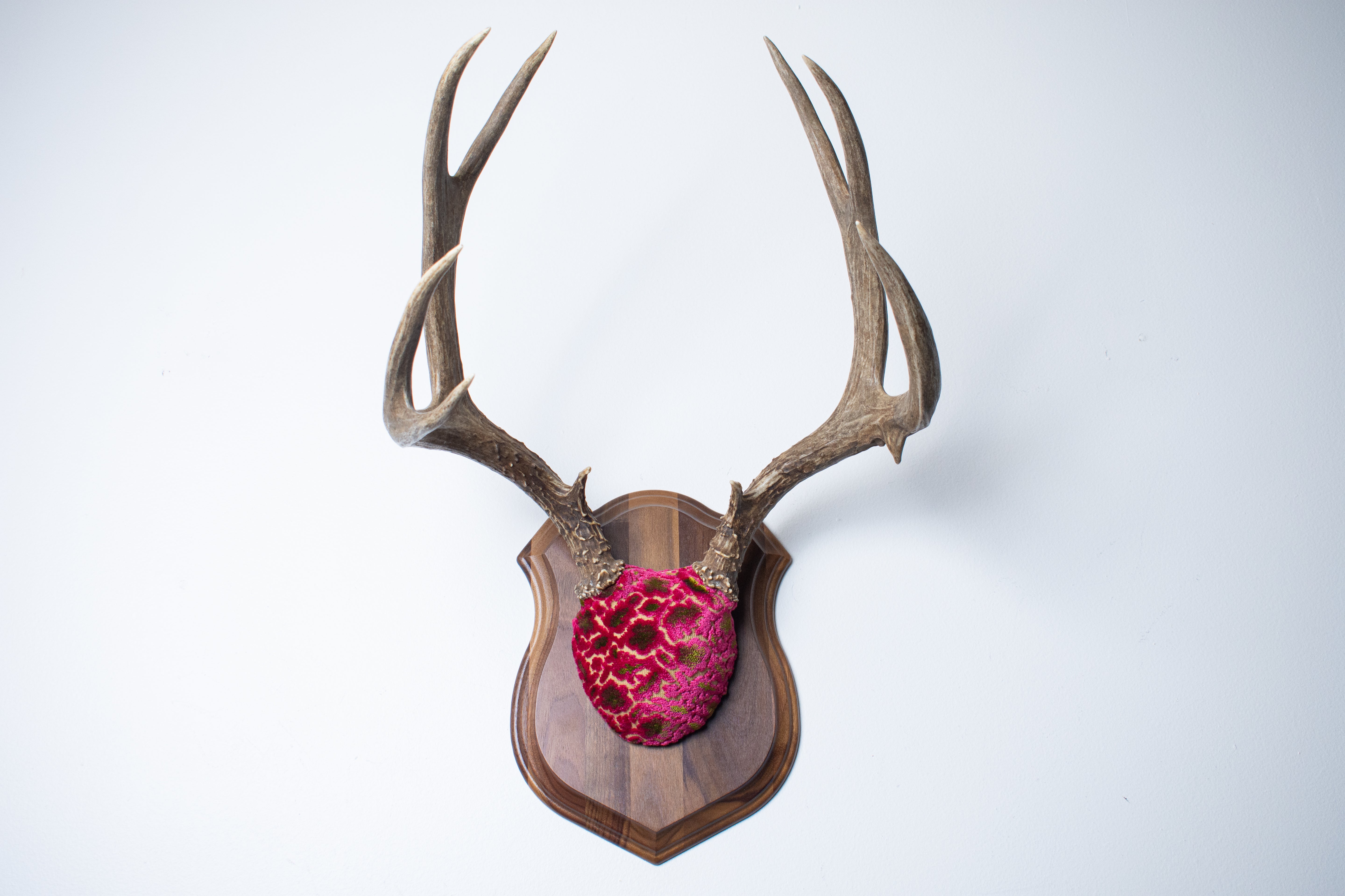 Mule Deer Antler Mount | Magenta & Olive | 01