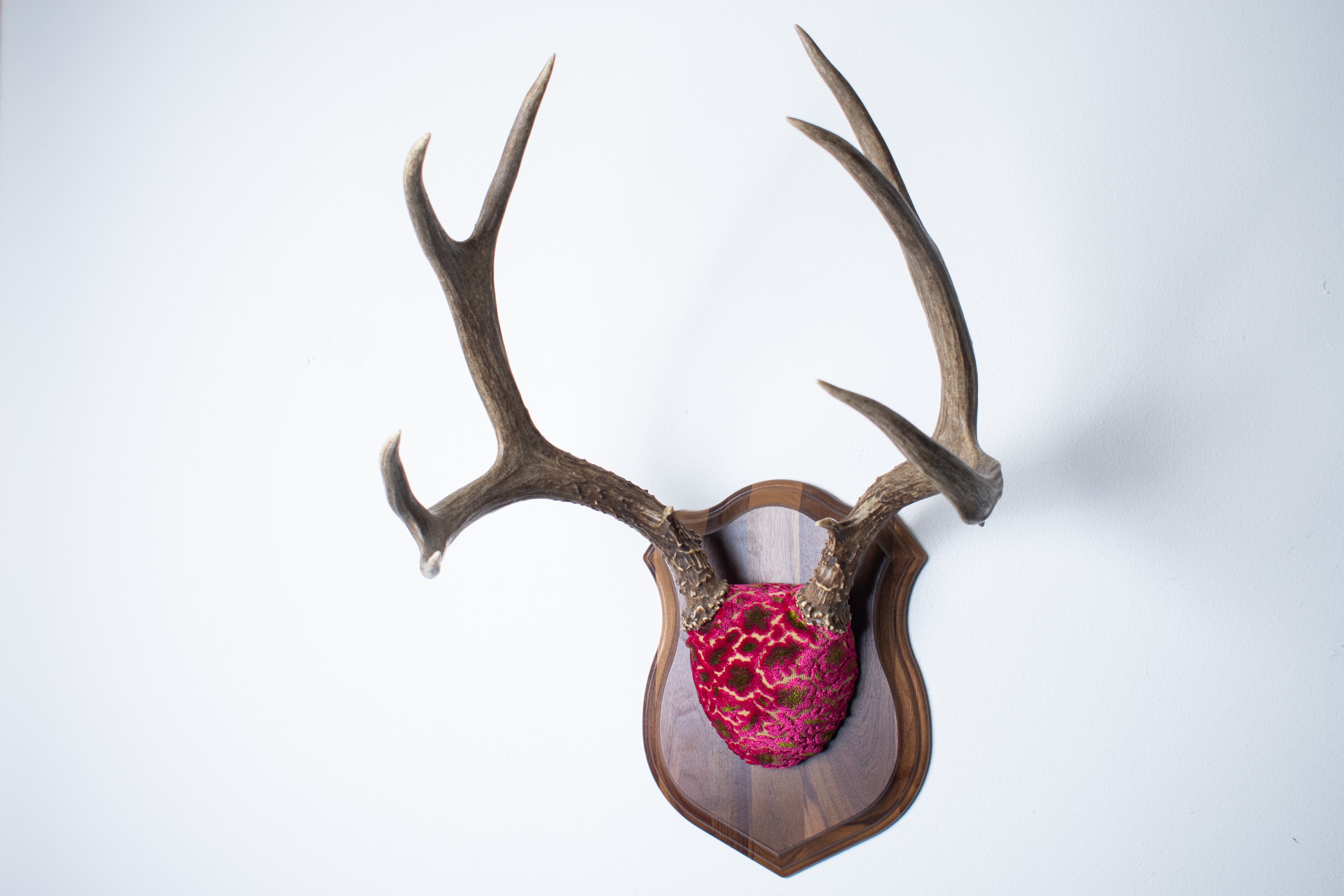 Mule Deer Antler Mount | Magenta & Olive | 01
