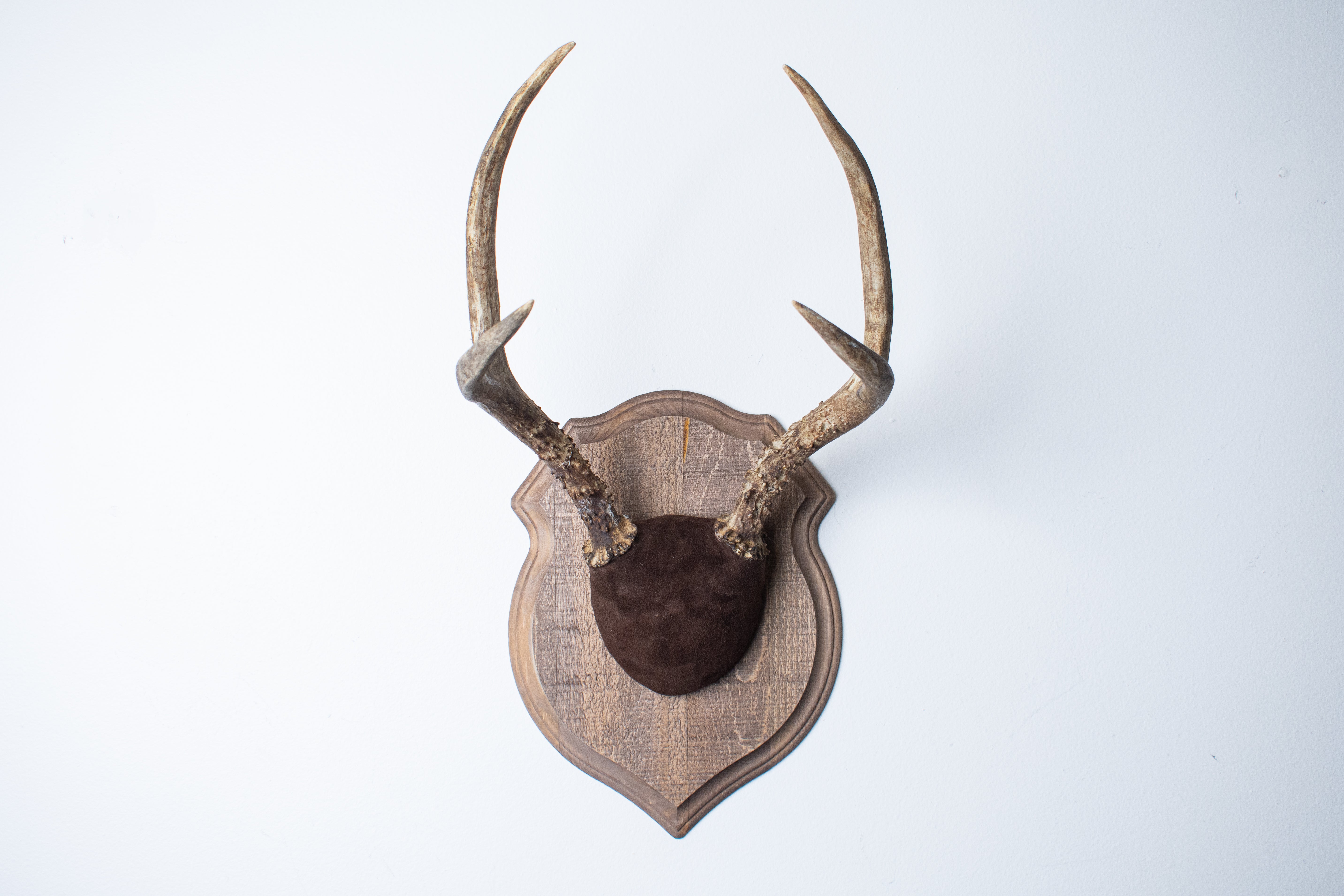 Mule Deer Antler Mount | Chocolate | 12