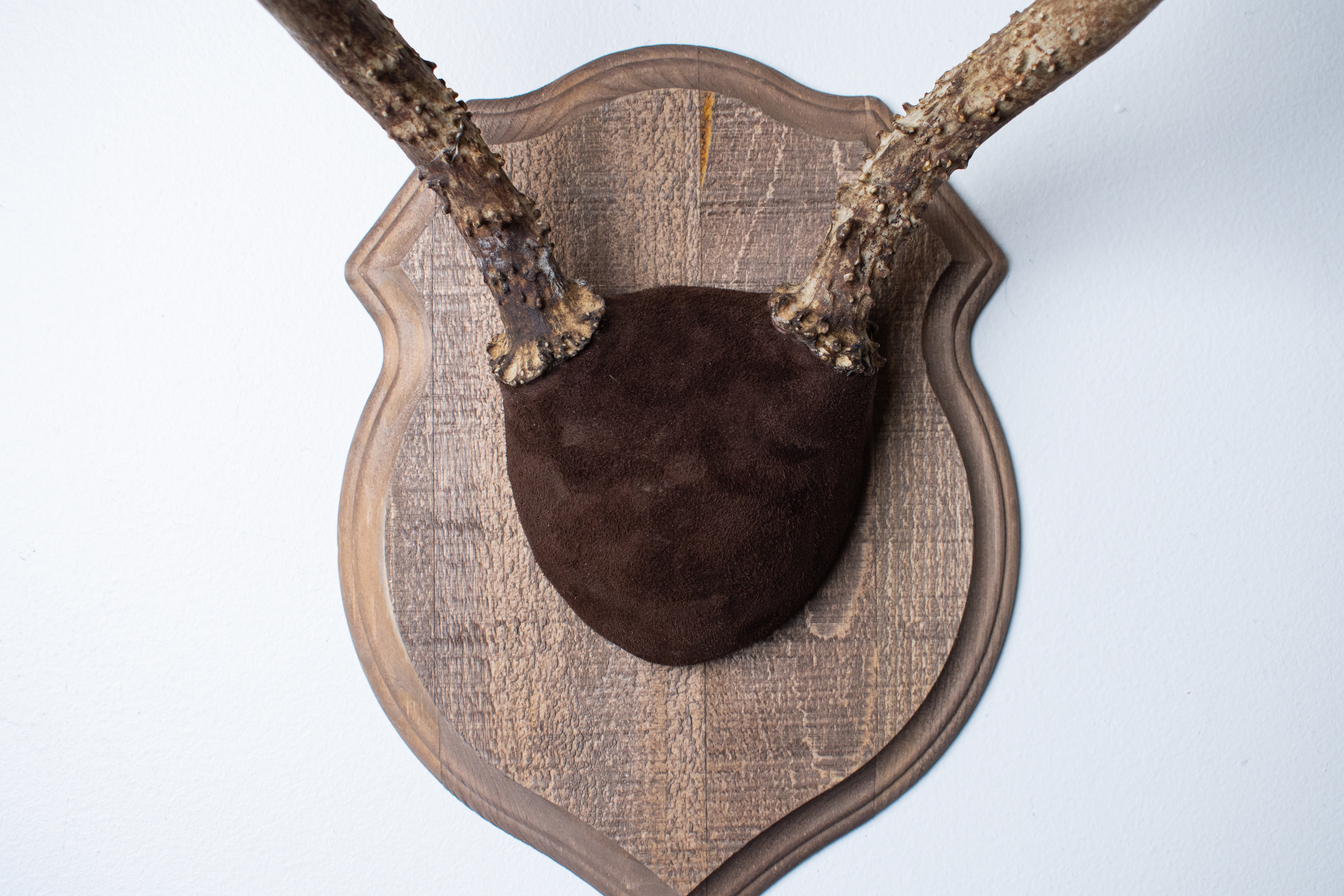 Mule Deer Antler Mount | Chocolate | 12