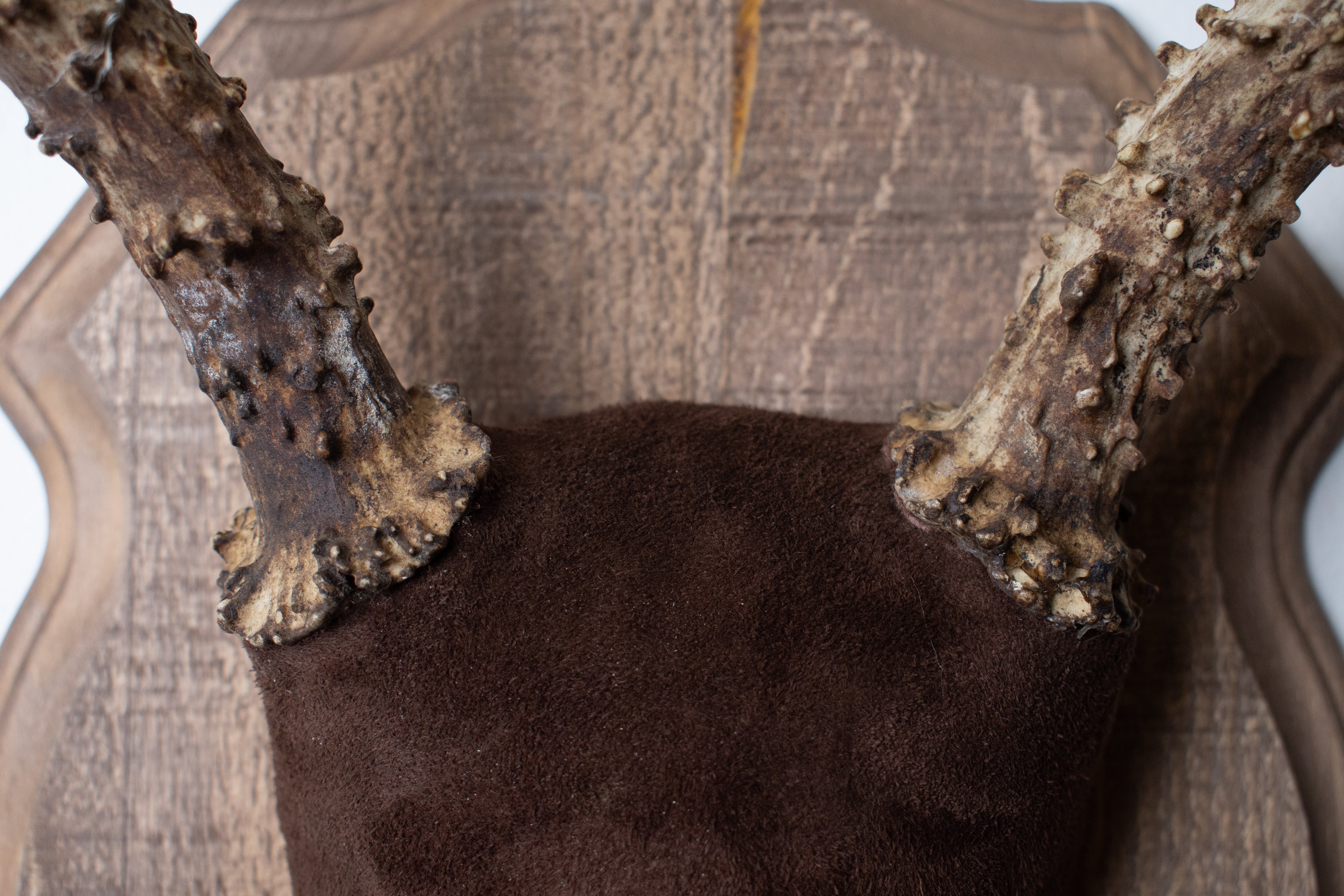 Mule Deer Antler Mount | Chocolate | 12