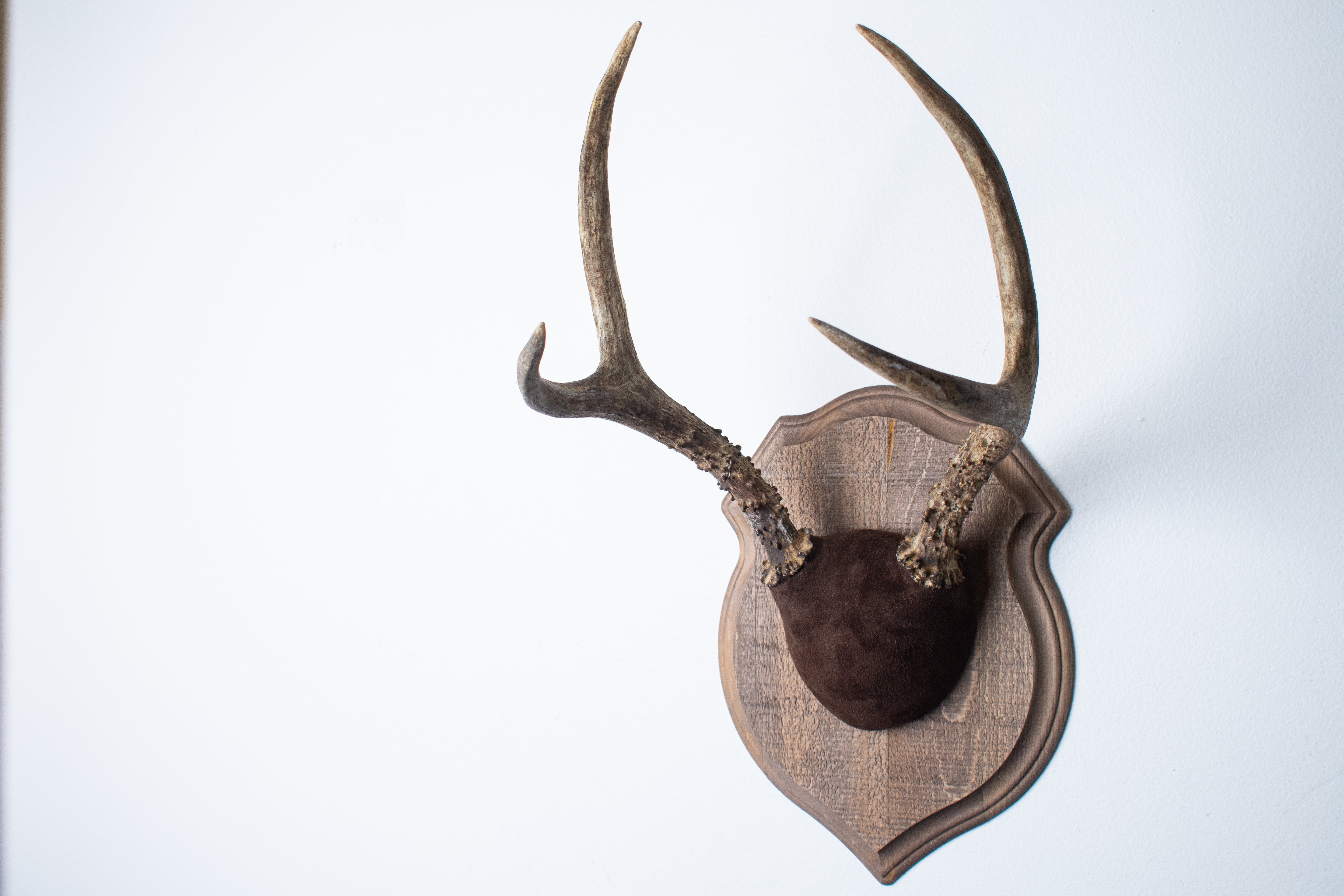 Mule Deer Antler Mount | Chocolate | 12