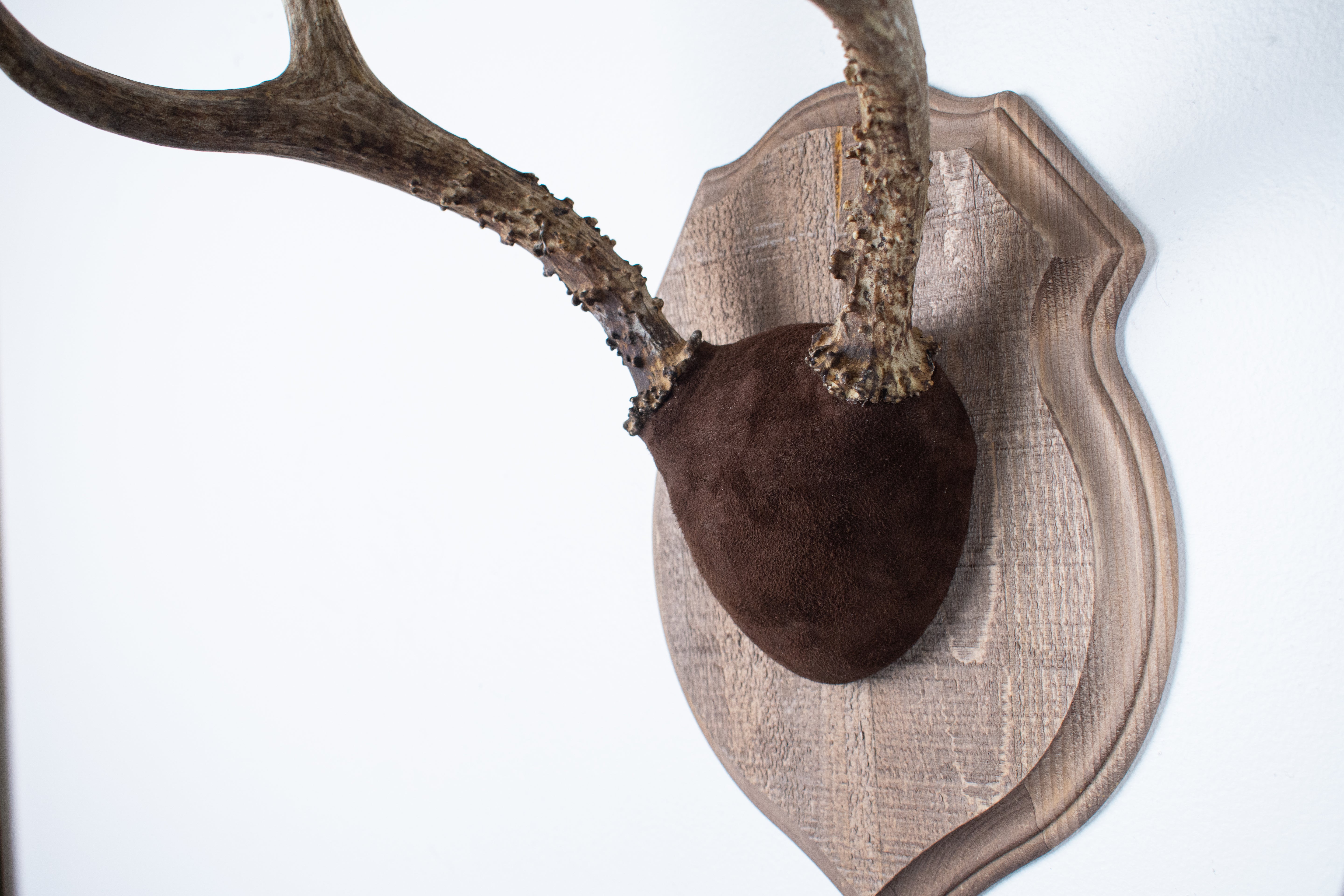 Mule Deer Antler Mount | Chocolate | 12