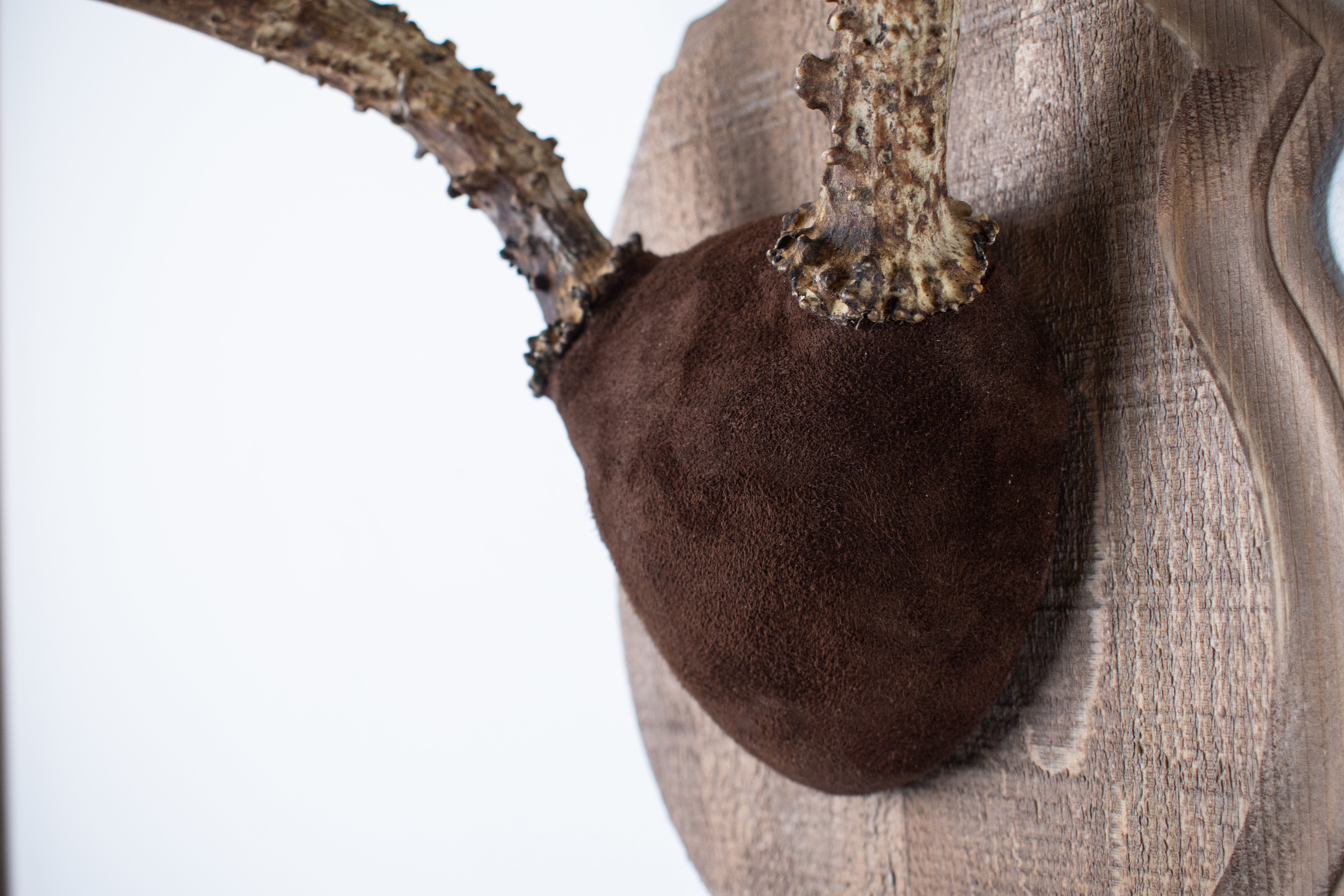 Mule Deer Antler Mount | Chocolate | 12