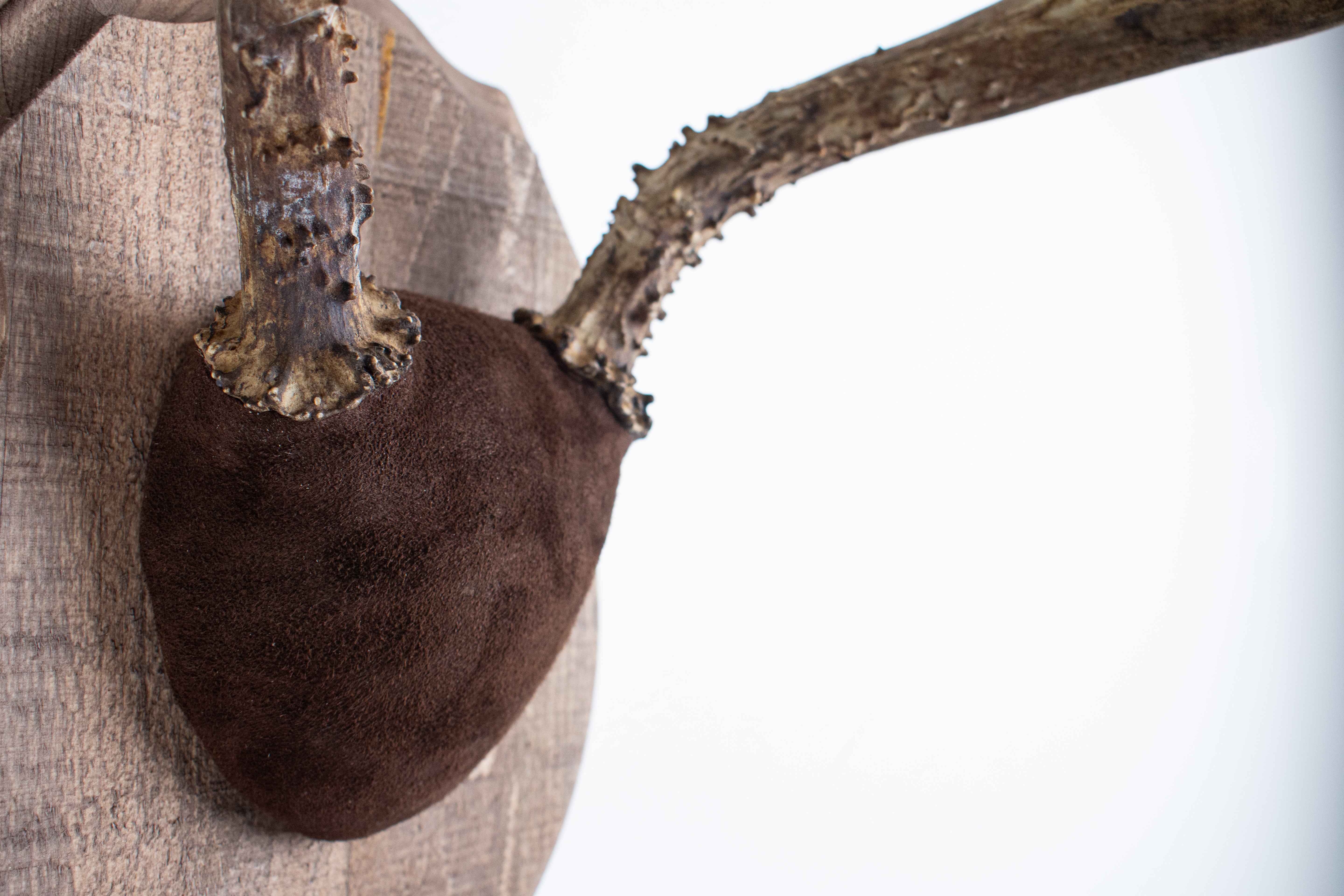 Mule Deer Antler Mount | Chocolate | 12