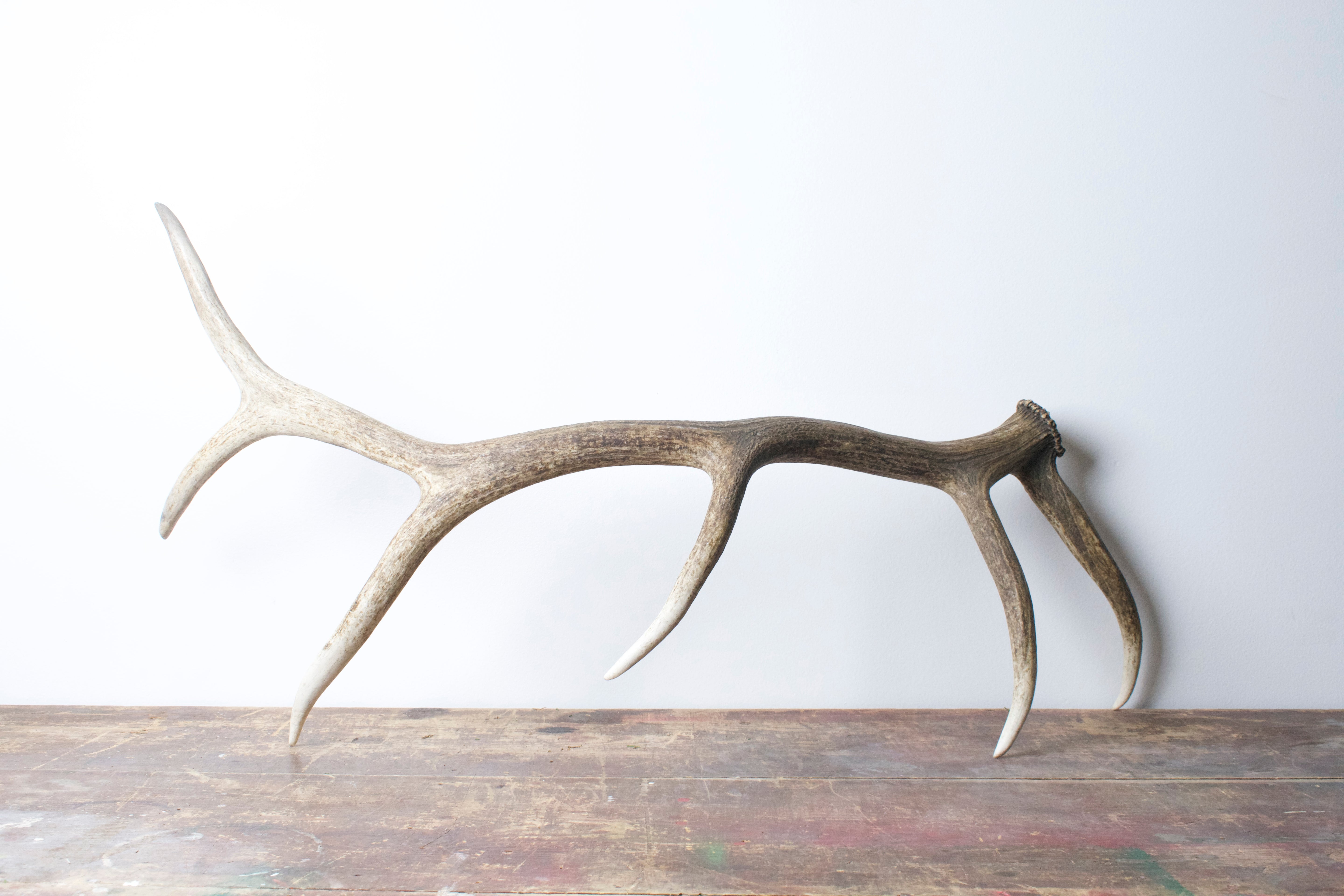 Elk Antler | Large Size | 24