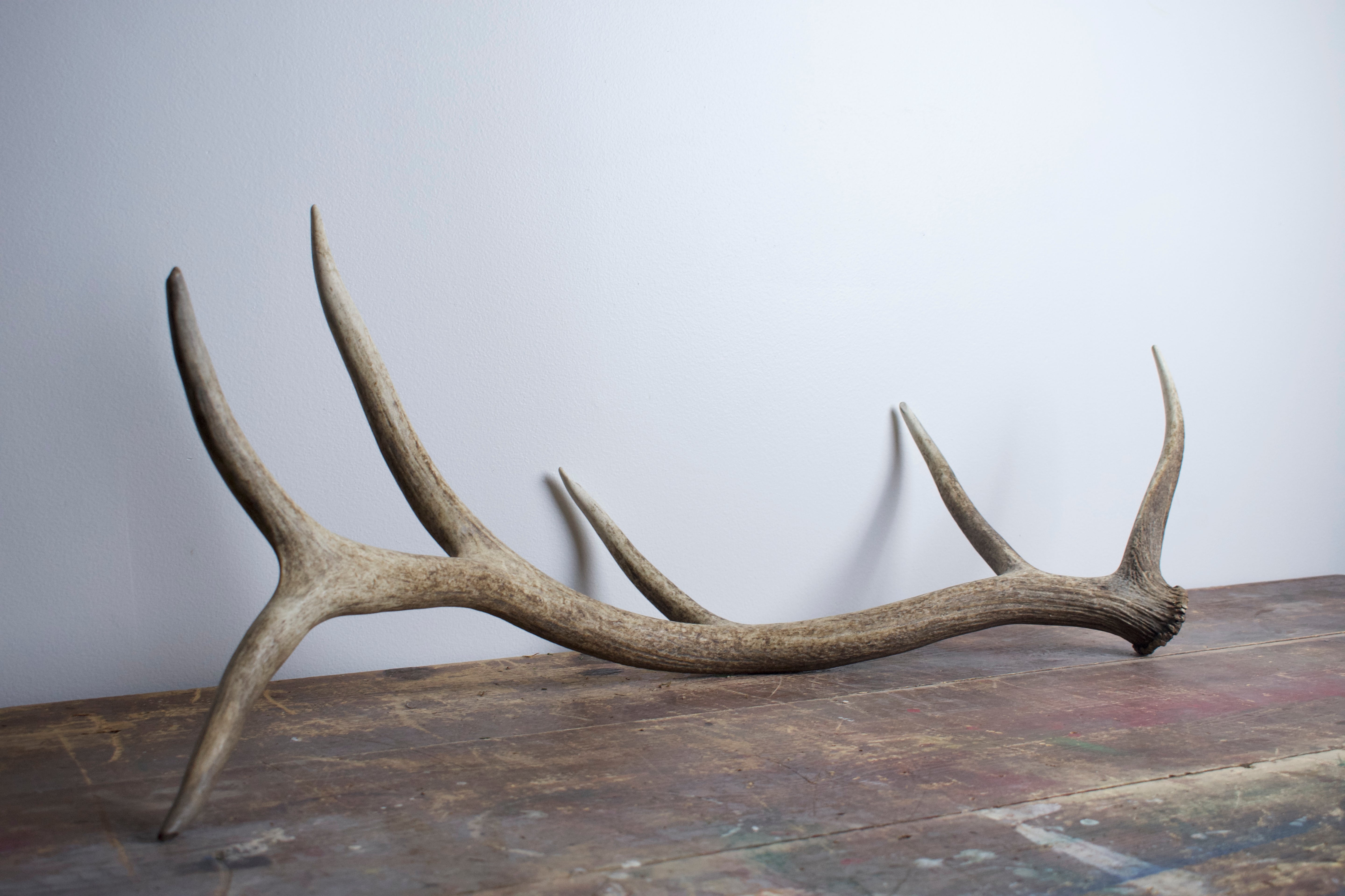 Elk Antler | Large Size | 24