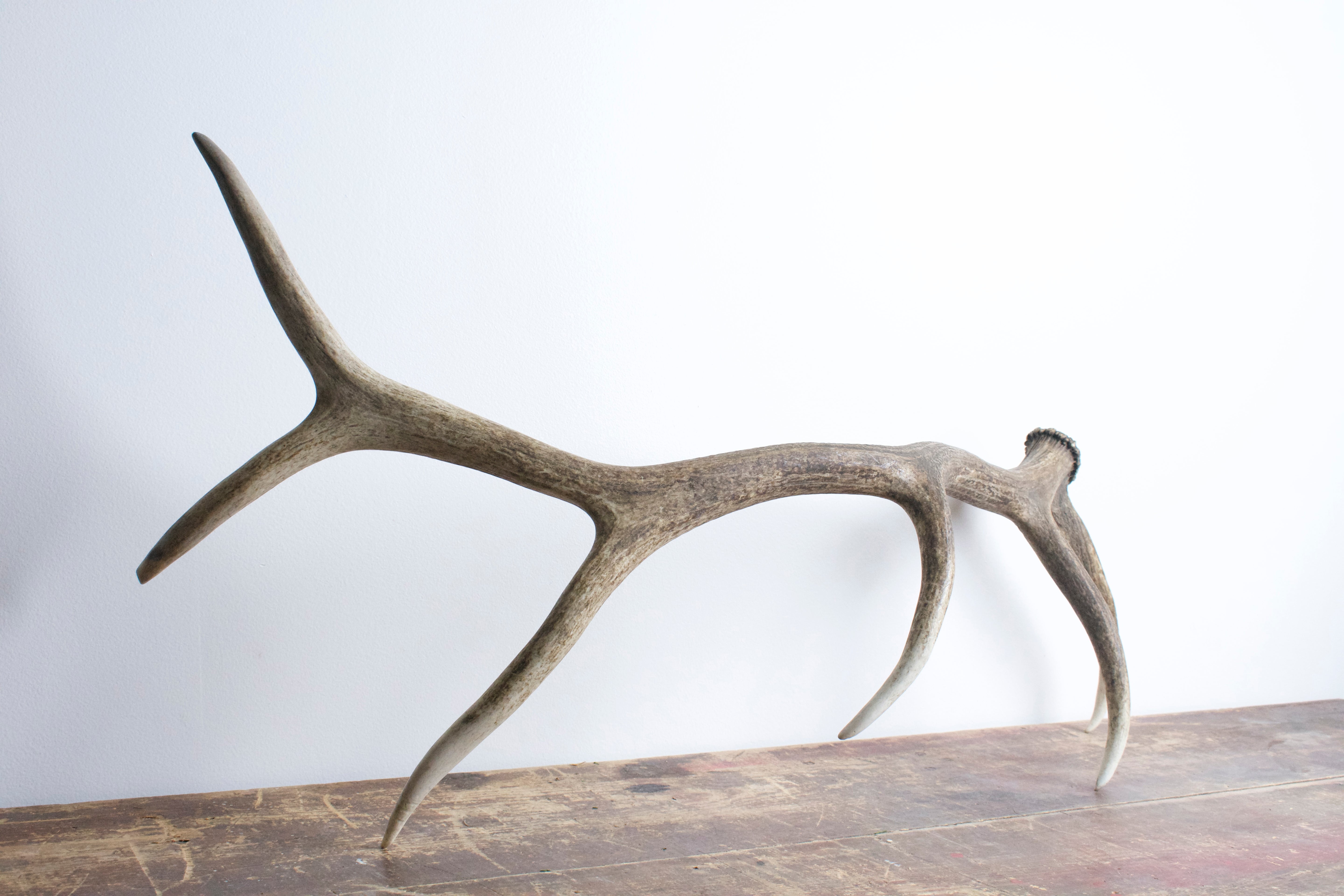 Elk Antler | Large Size | 24