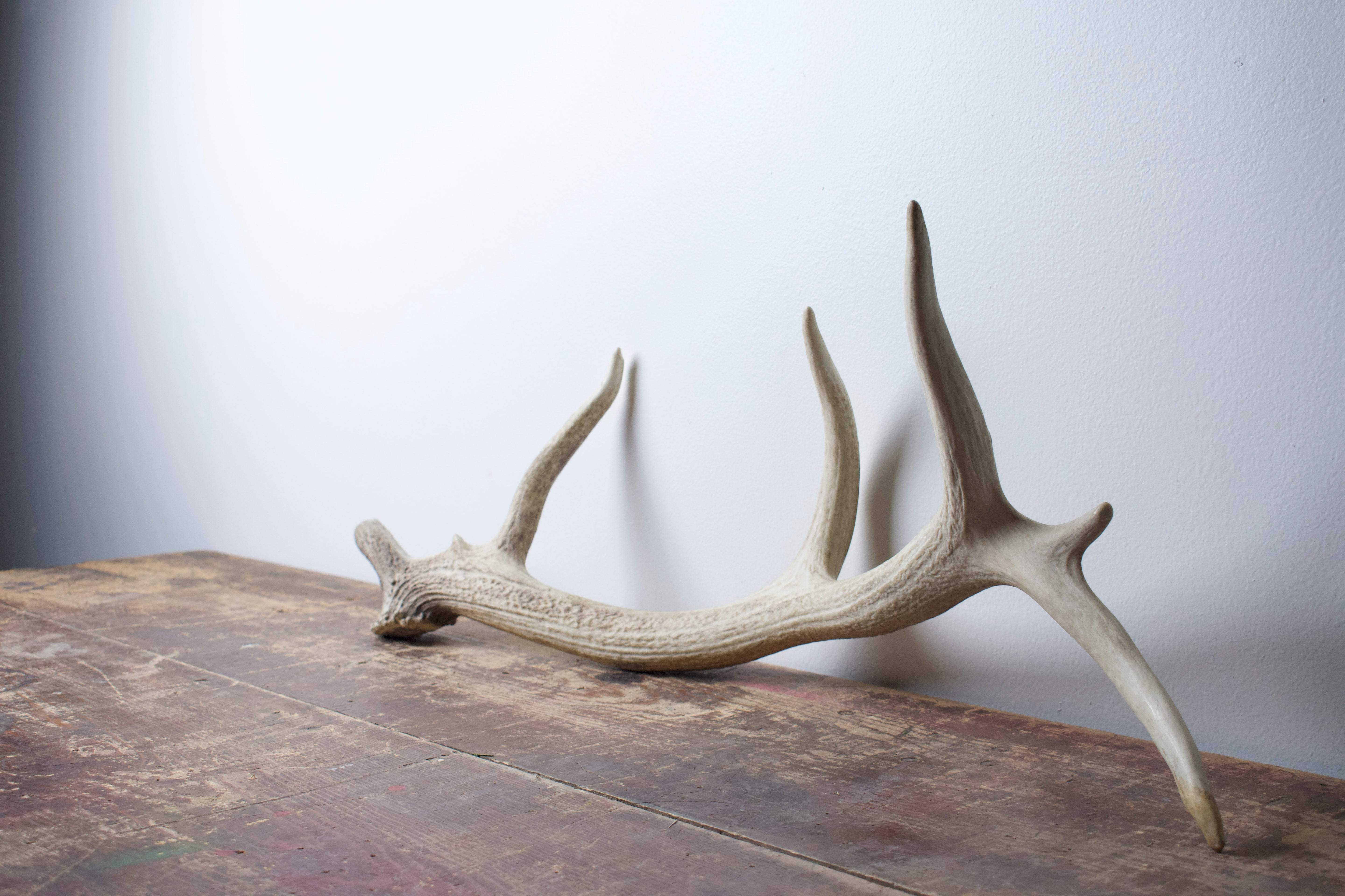 Elk Antler | Medium Size | 27