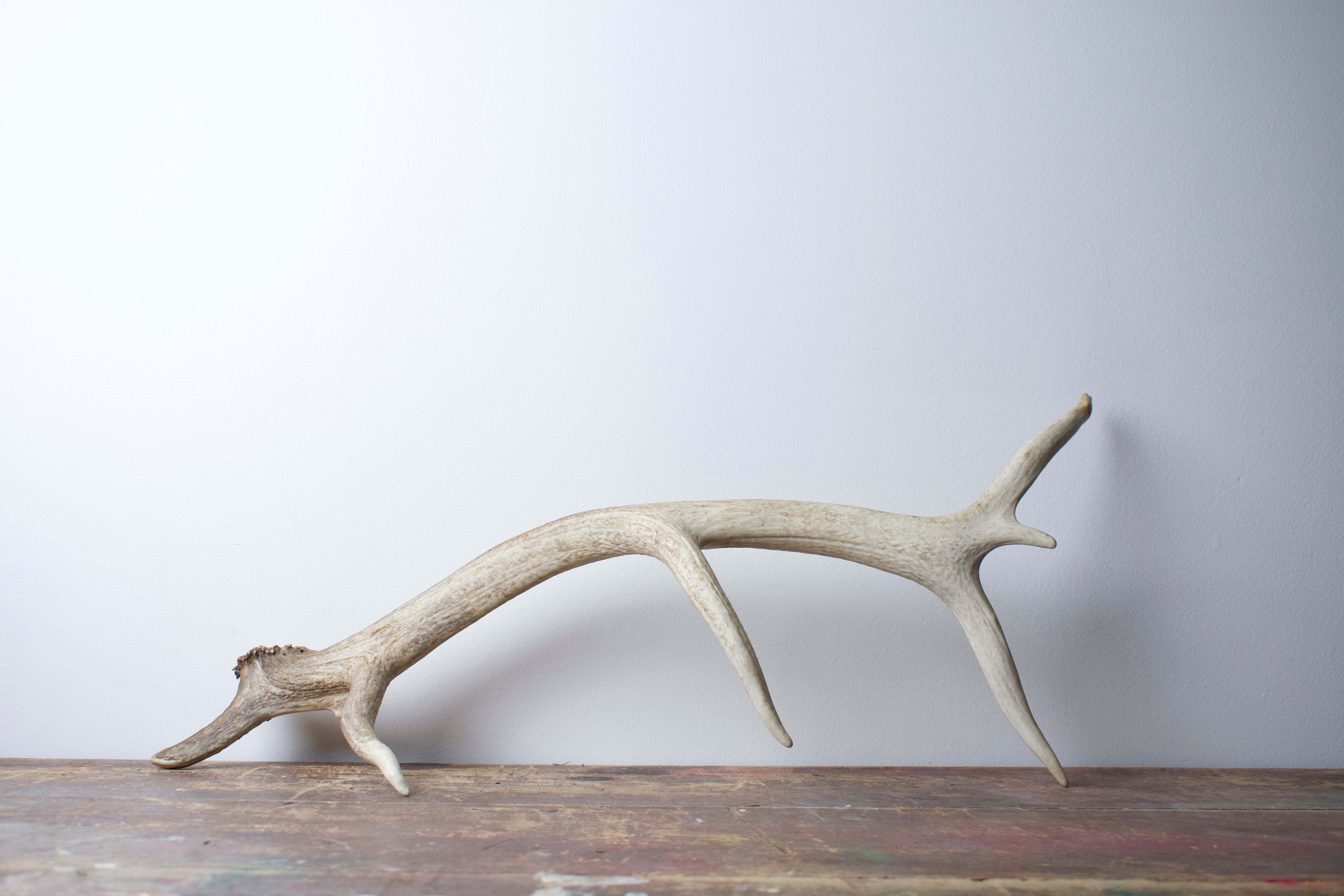 Elk Antler | Medium Size | 27