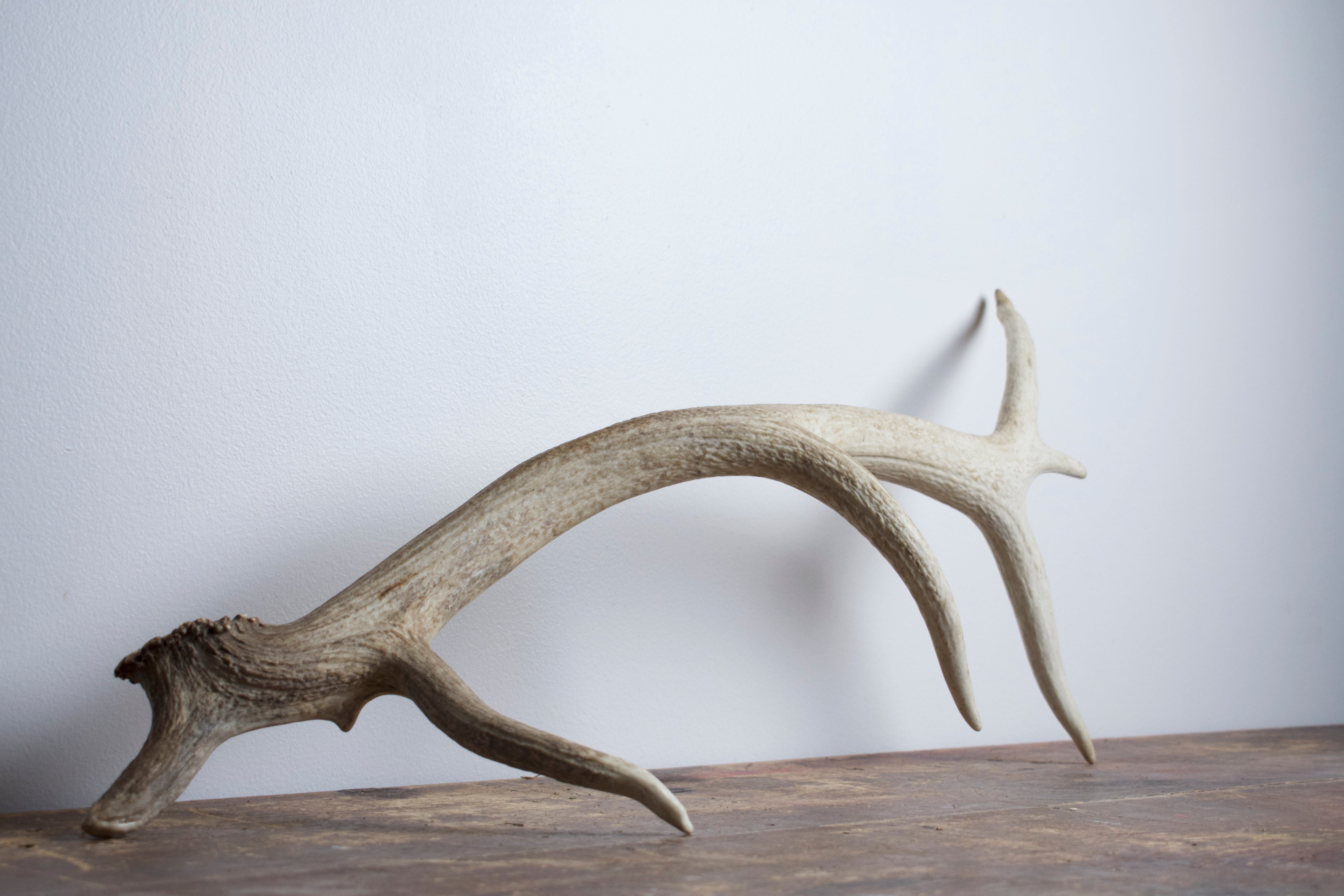 Elk Antler | Medium Size | 27