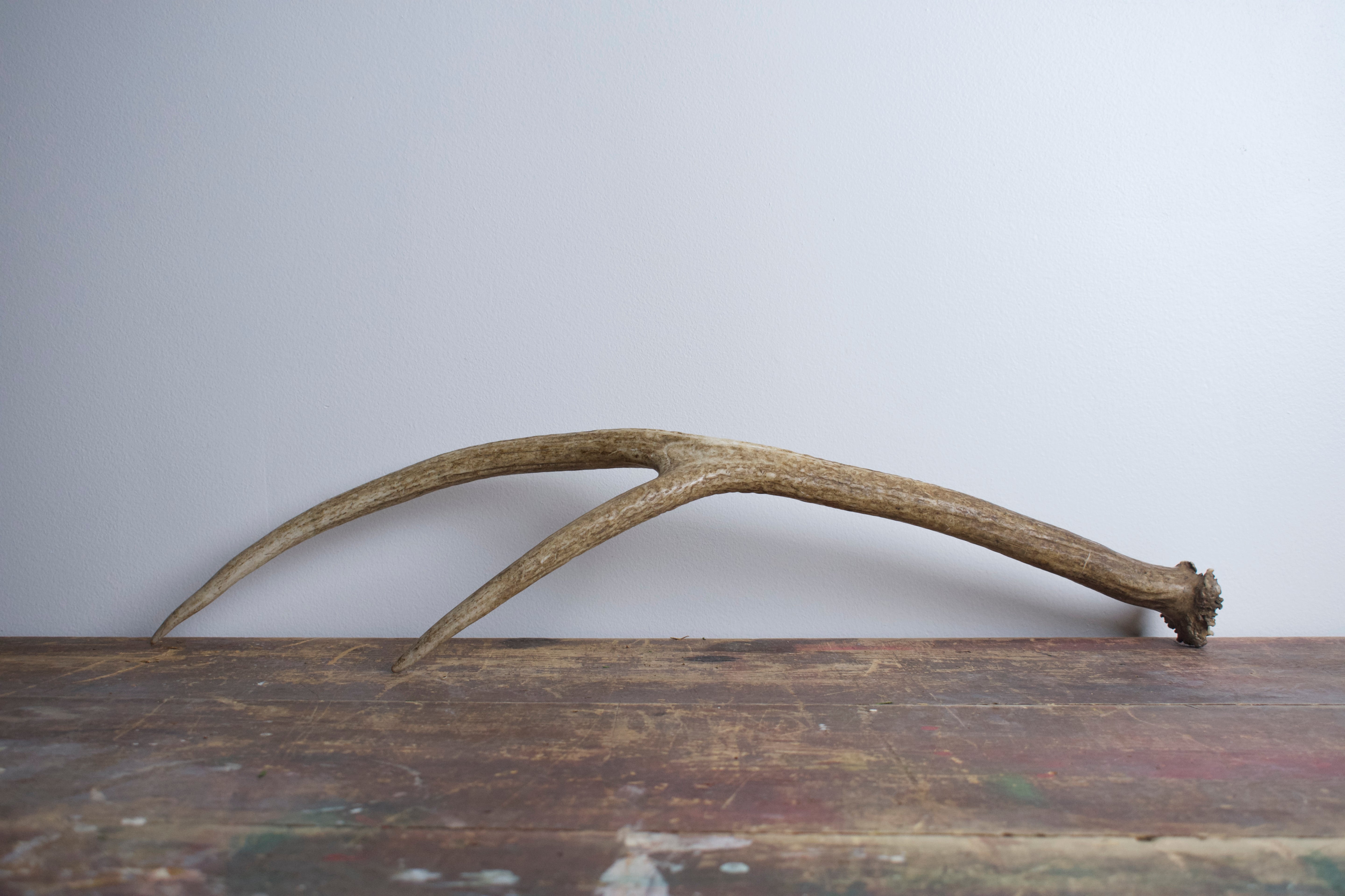 SOLD OUT | Elk Antler | Medium Size | 04
