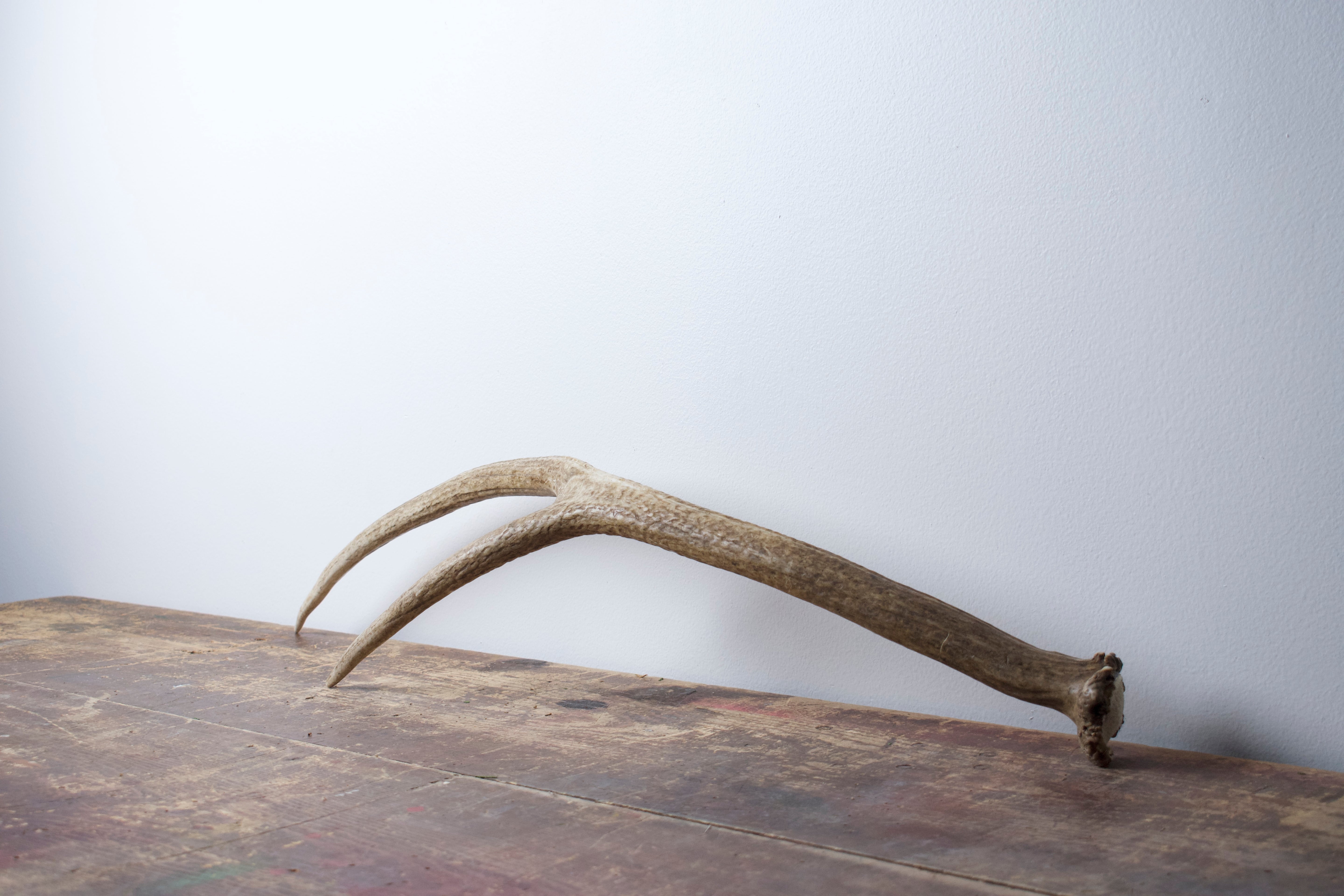 SOLD OUT | Elk Antler | Medium Size | 04