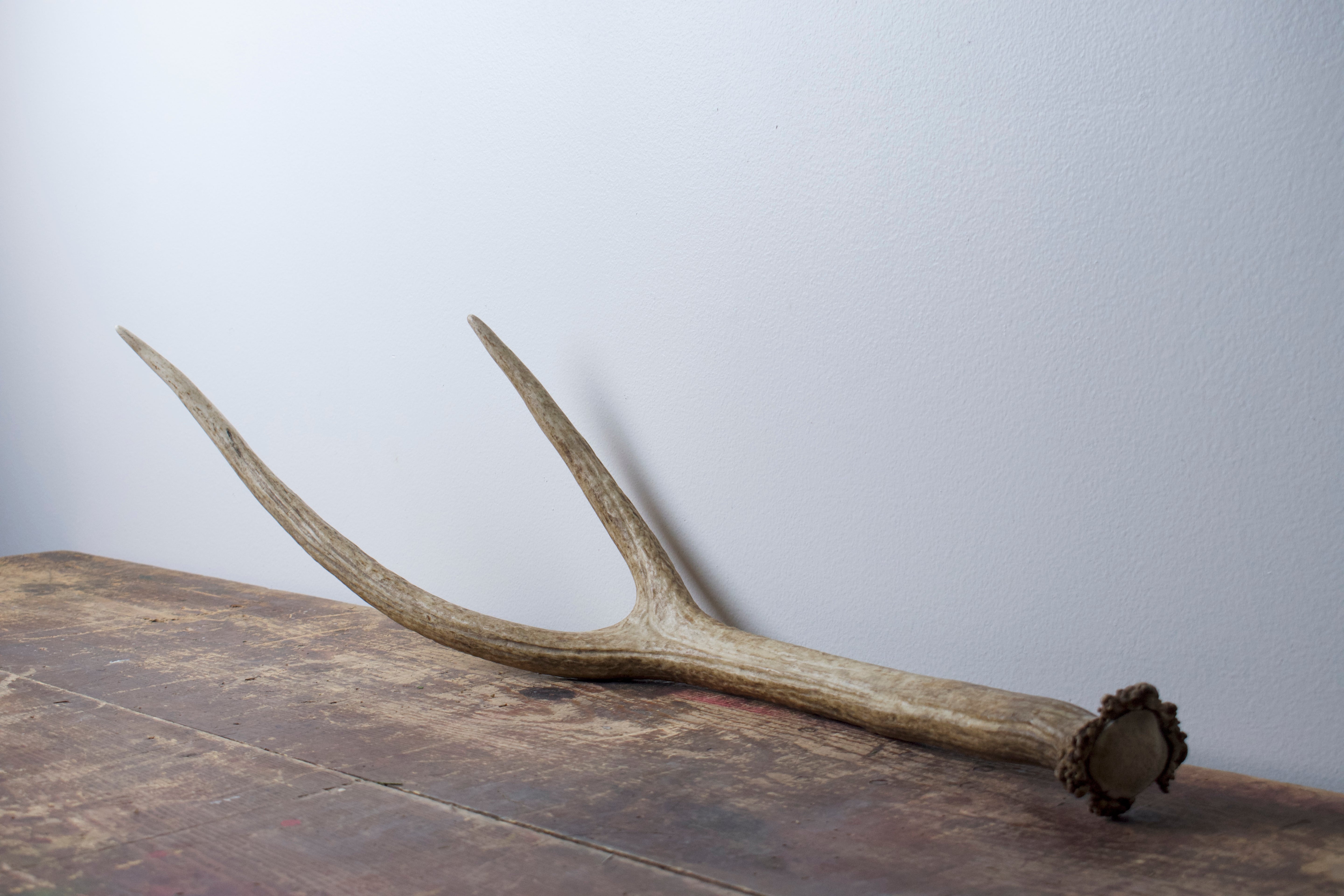 SOLD OUT | Elk Antler | Medium Size | 04