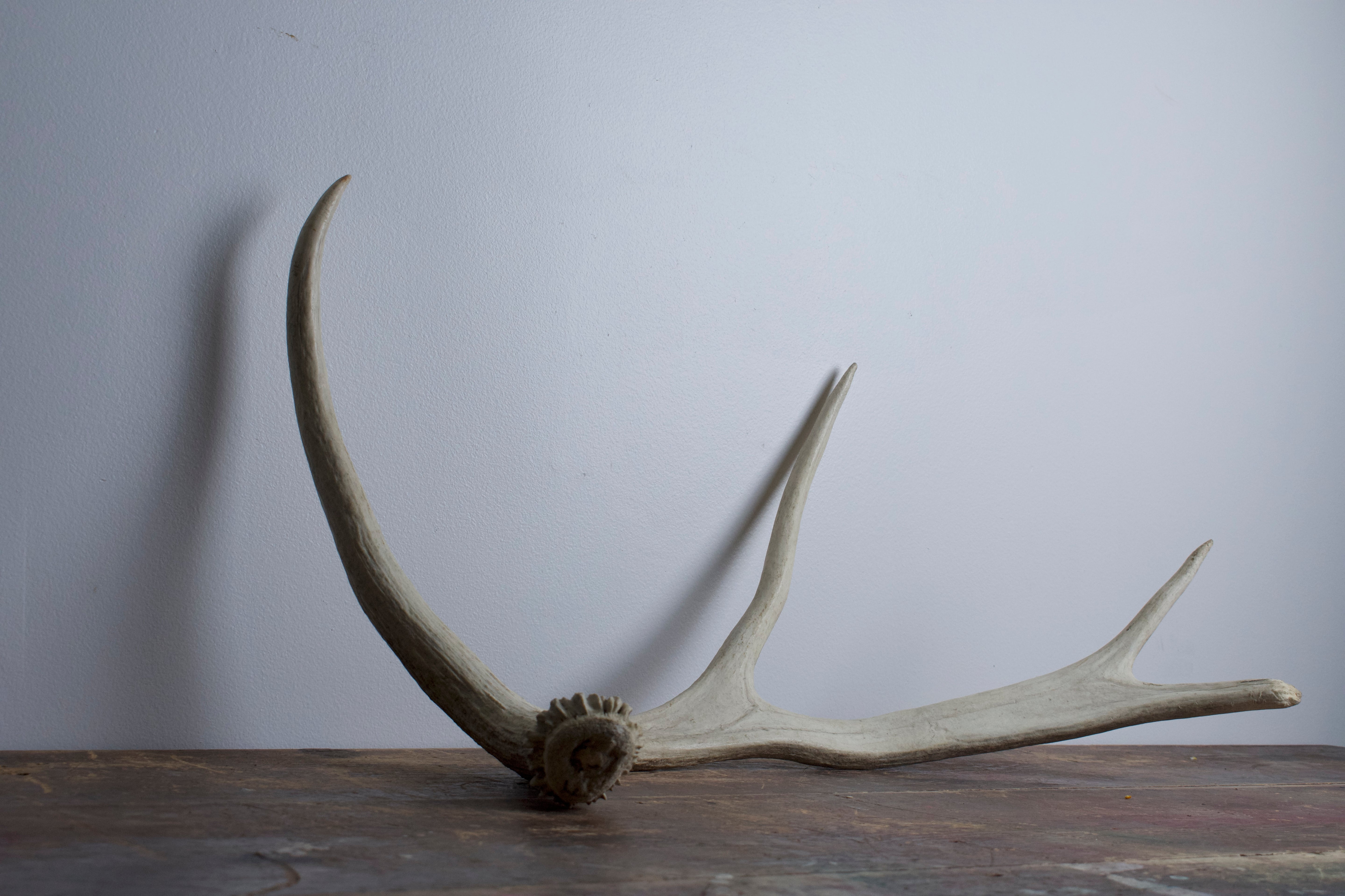 Moose Antler | Small Size | 02