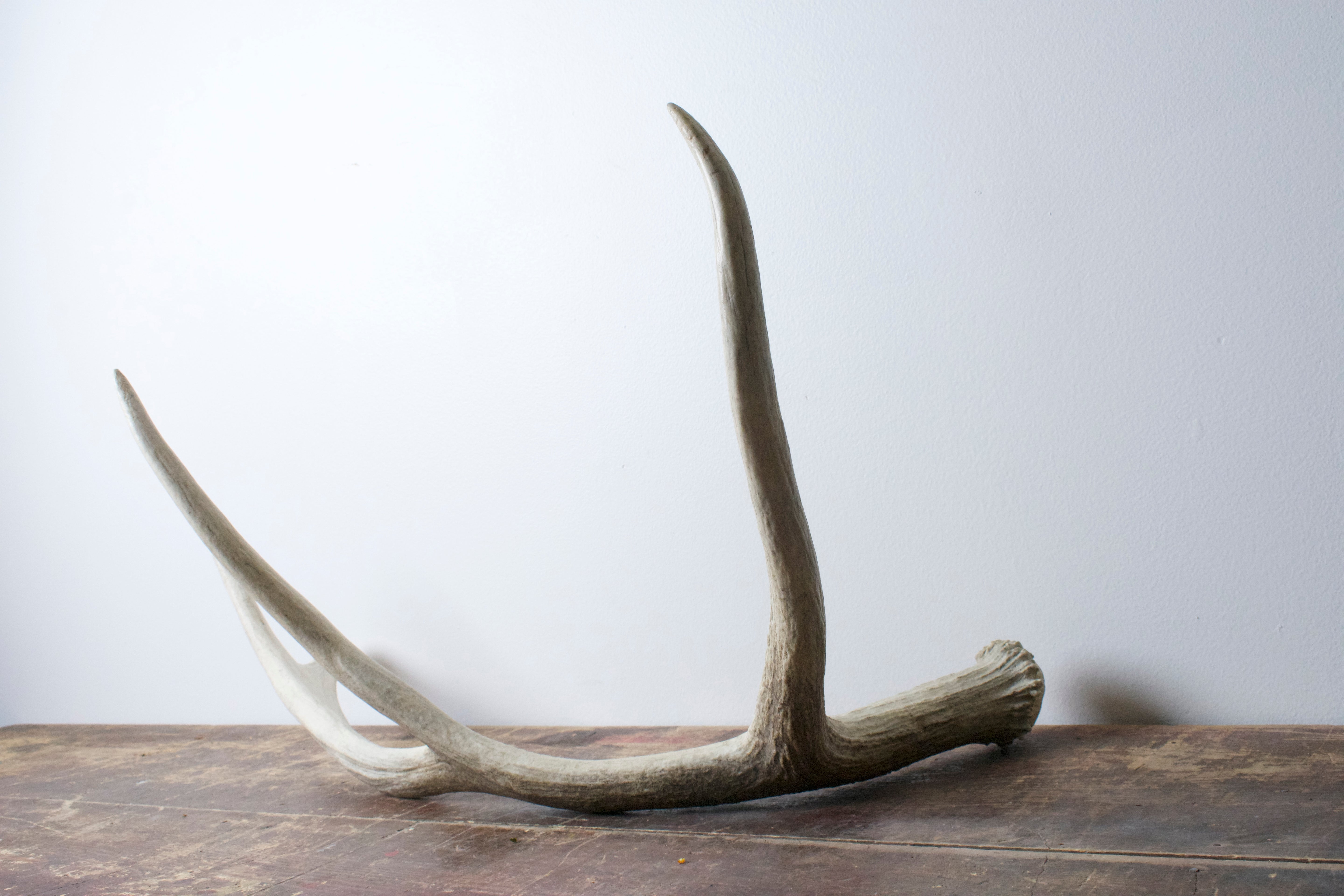 Moose Antler | Small Size | 02