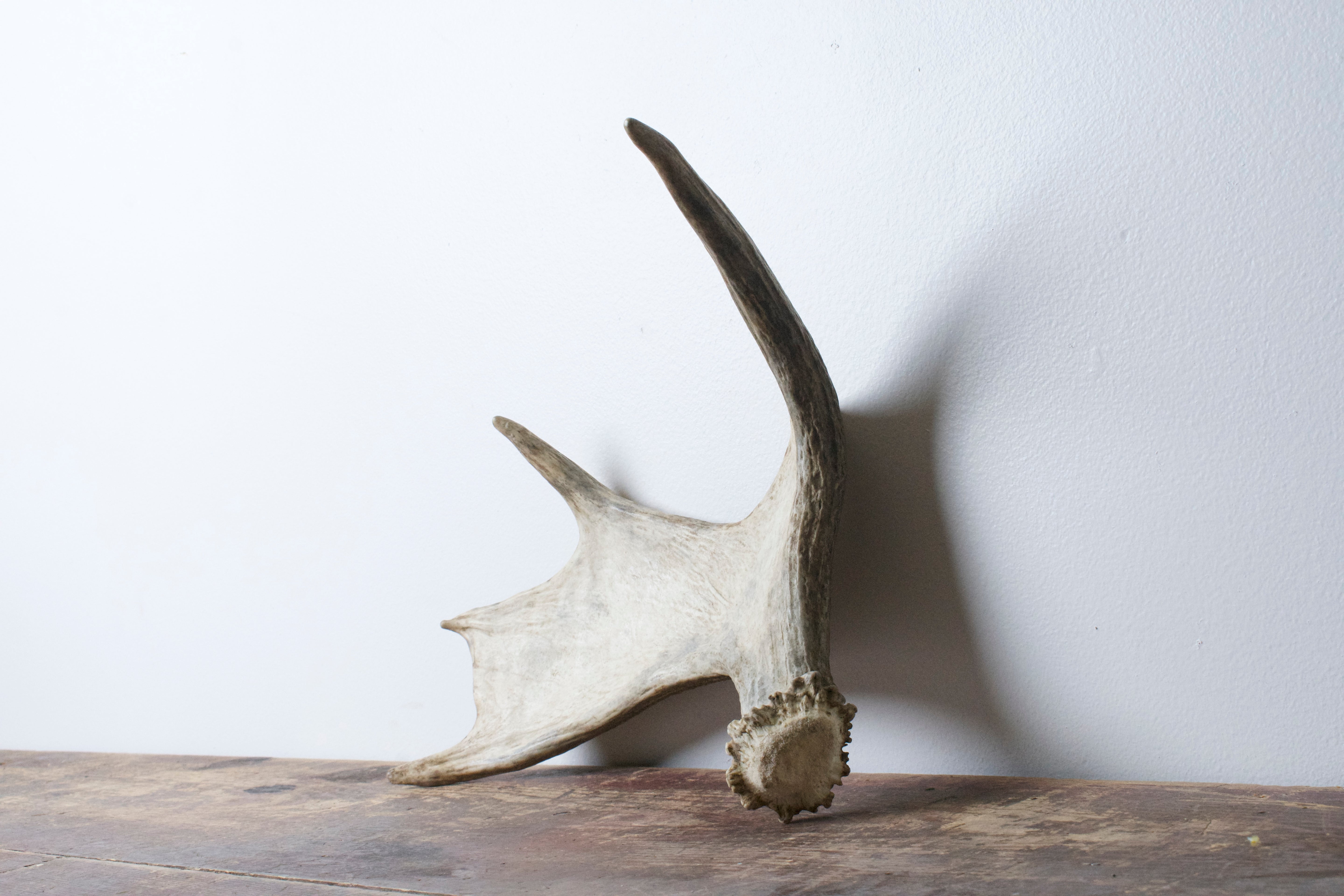 Moose Antler | Small Size | 03