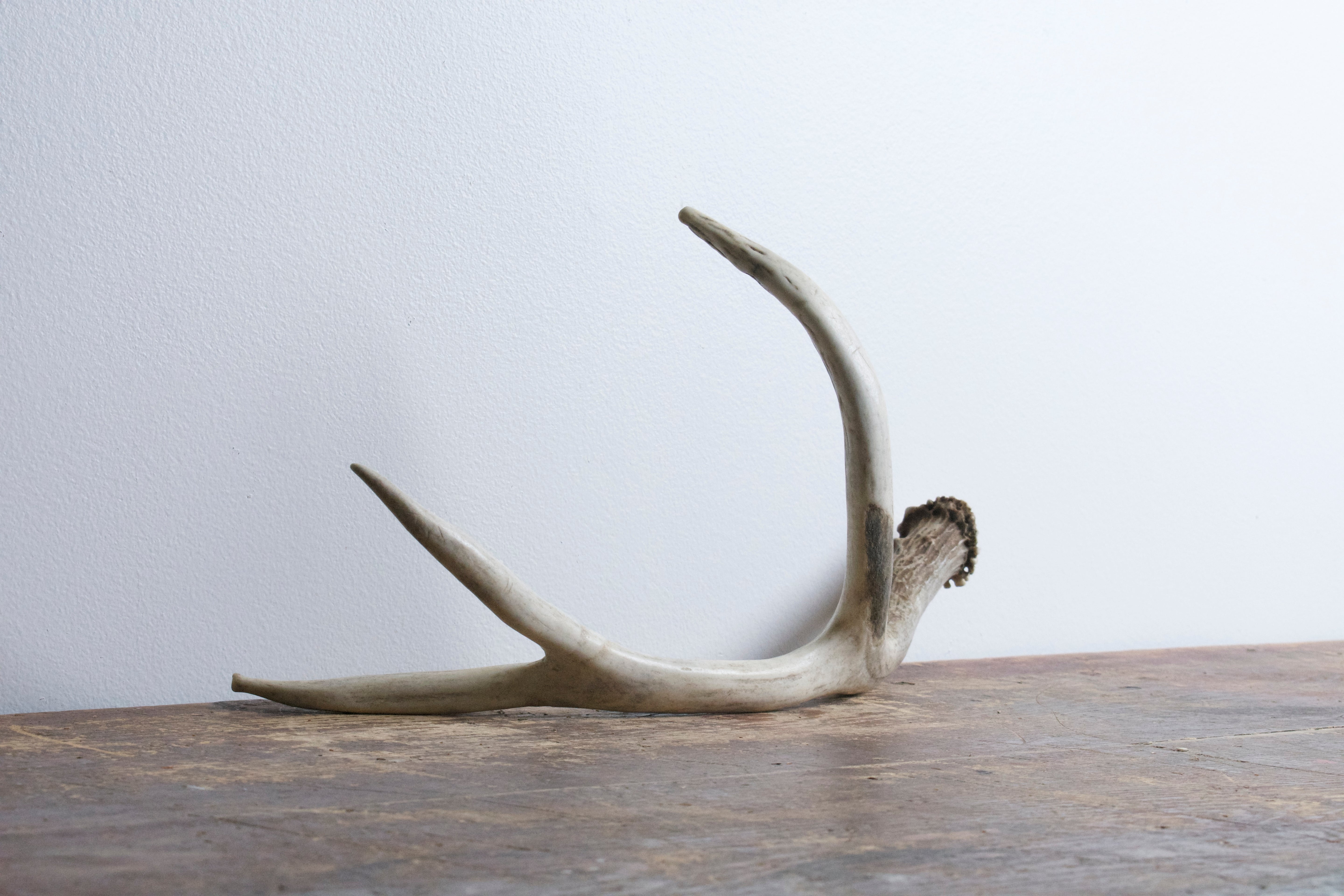 Mule Deer Antler | Medium Size | 31