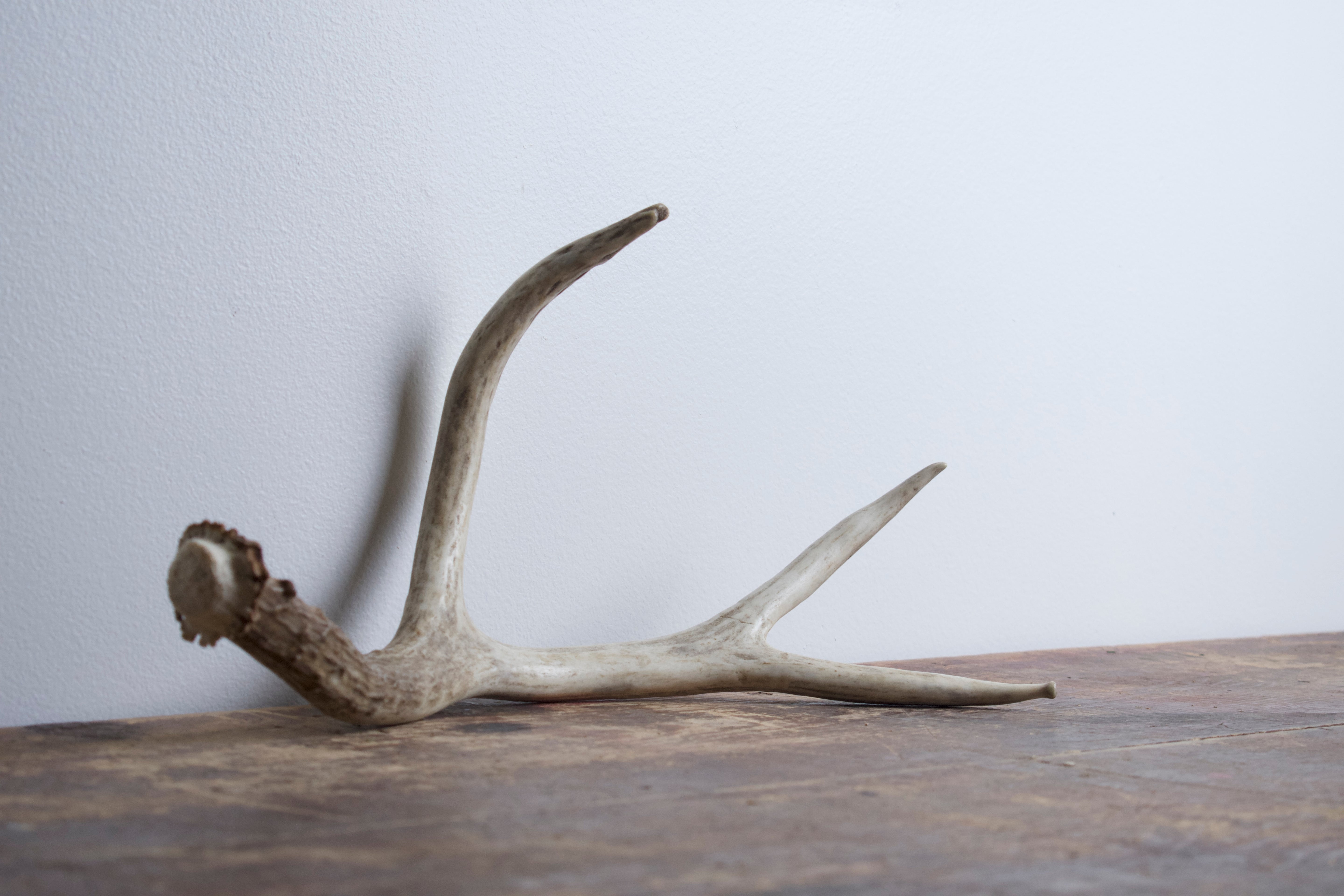 Mule Deer Antler | Medium Size | 31