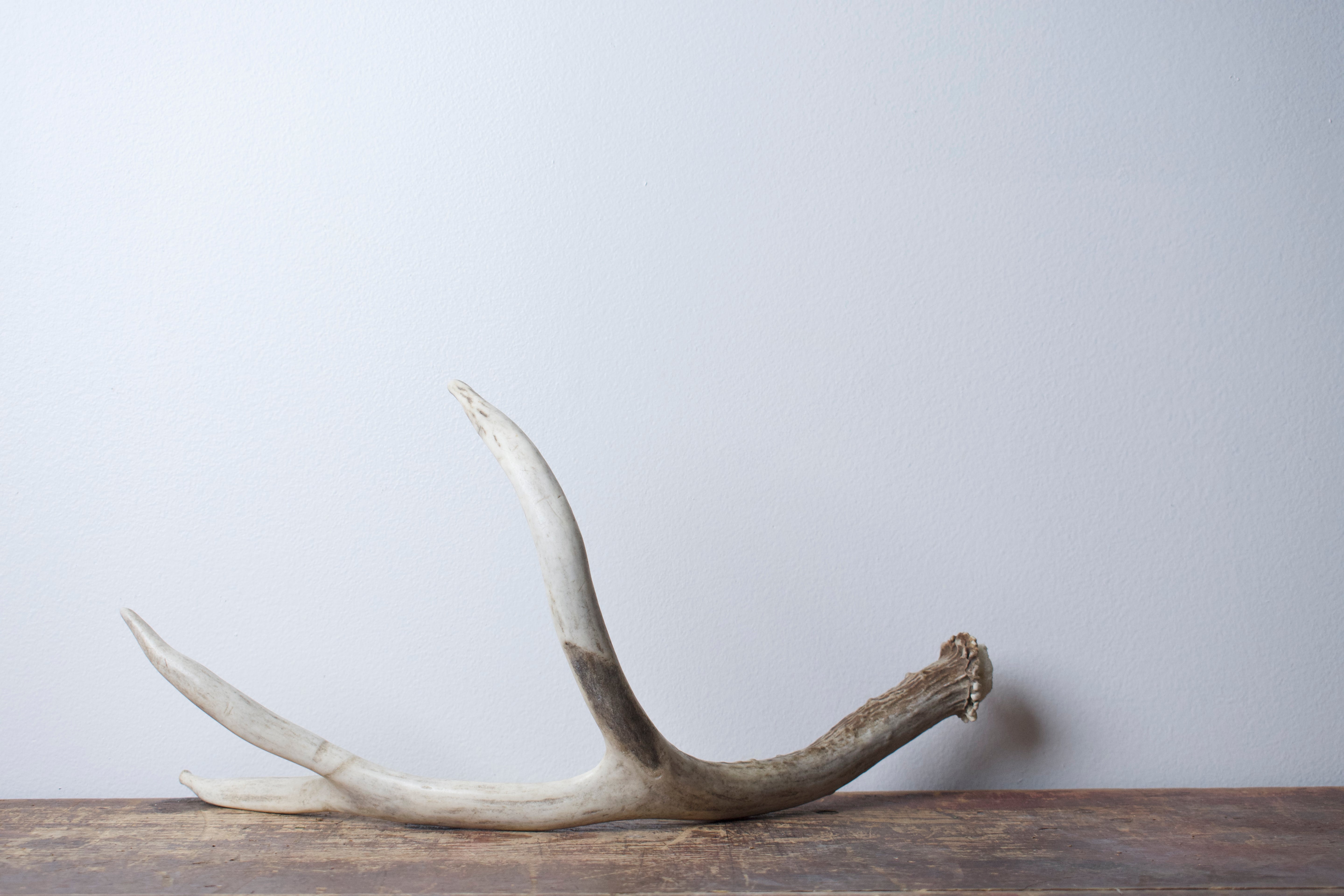 Mule Deer Antler | Medium Size | 31