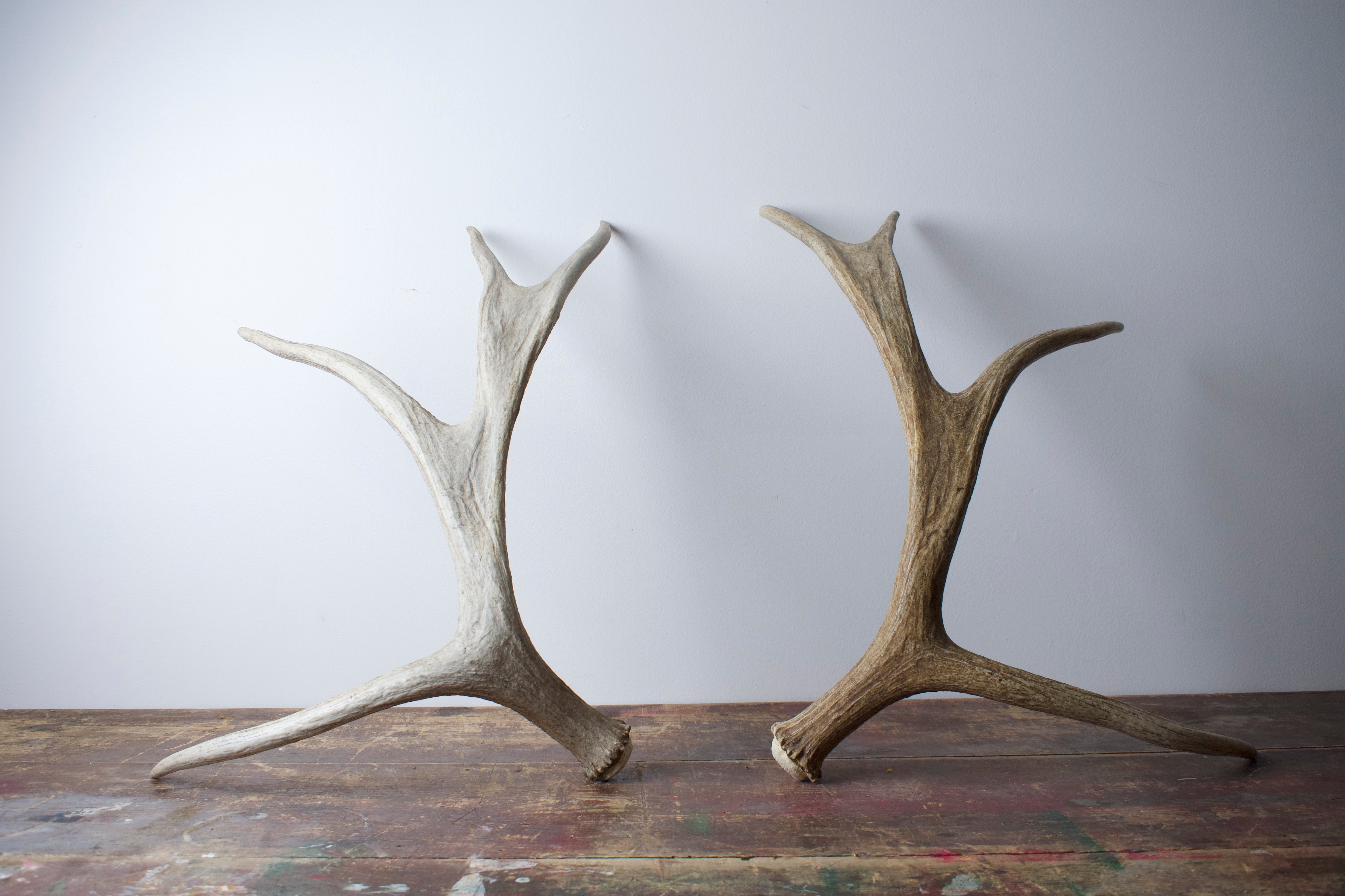 Moose Antler Set | Small Size | 05