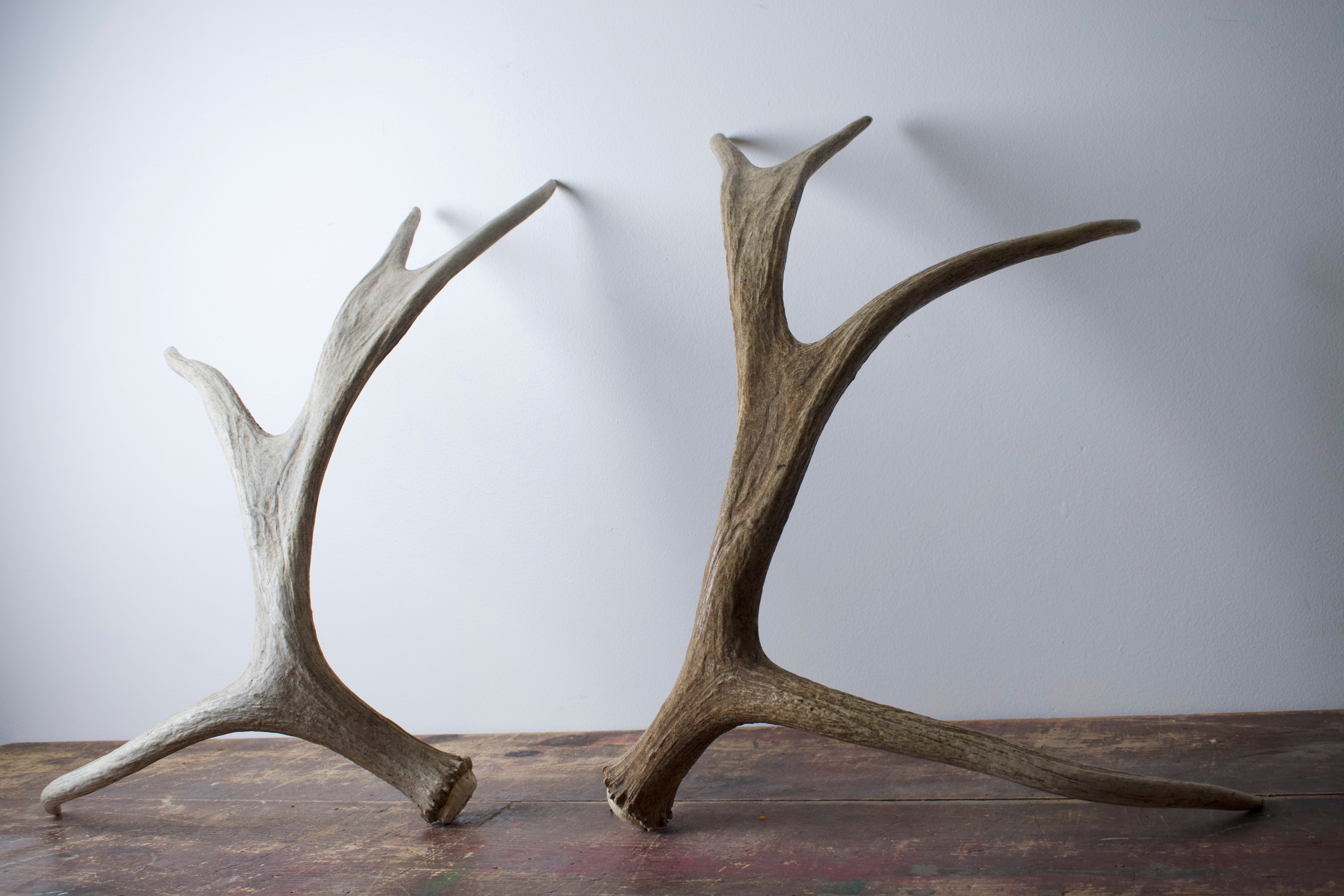 Moose Antler Set | Small Size | 05