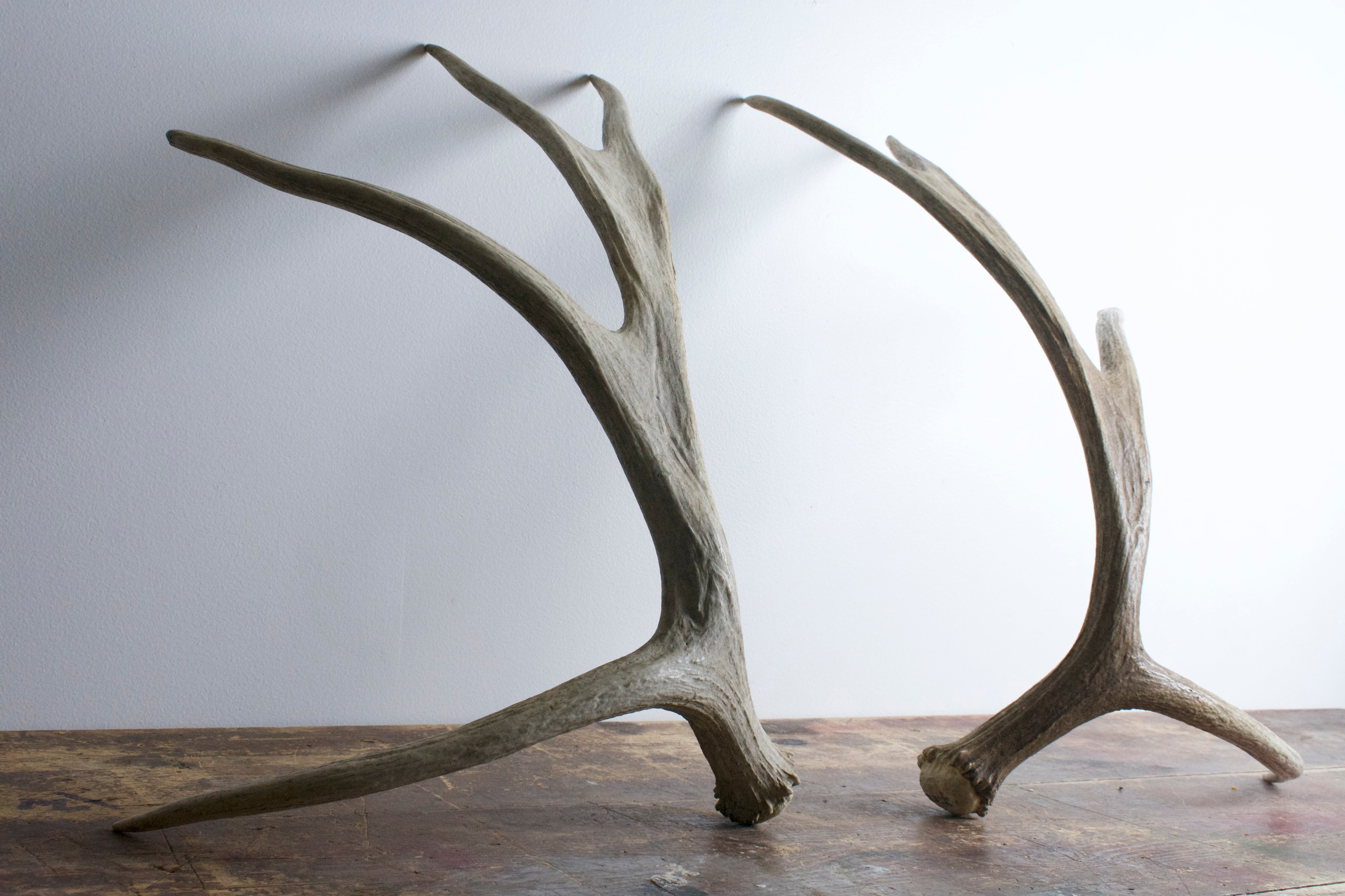Moose Antler Set | Small Size | 05