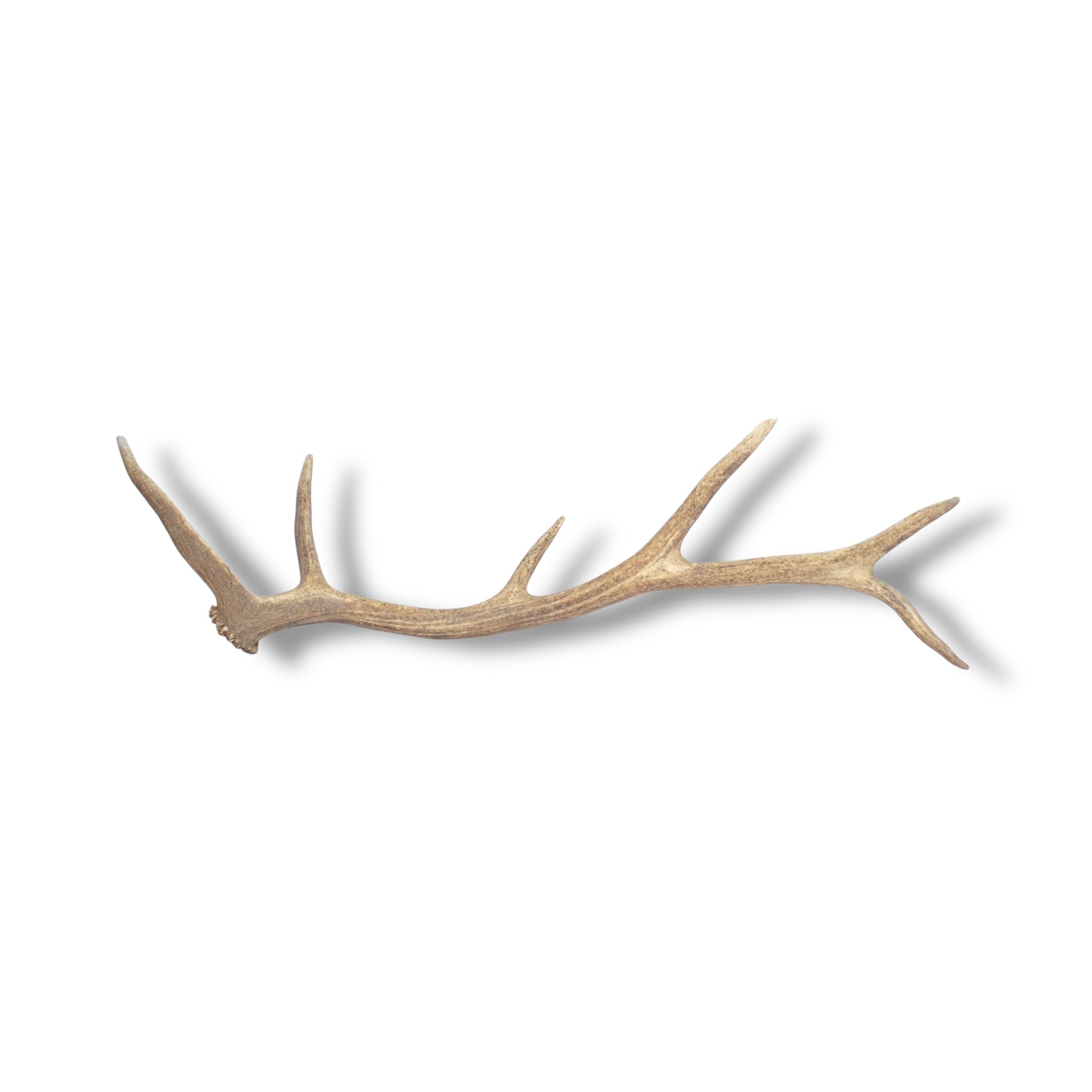 Elk Antler | 36 | SOLD OUT
