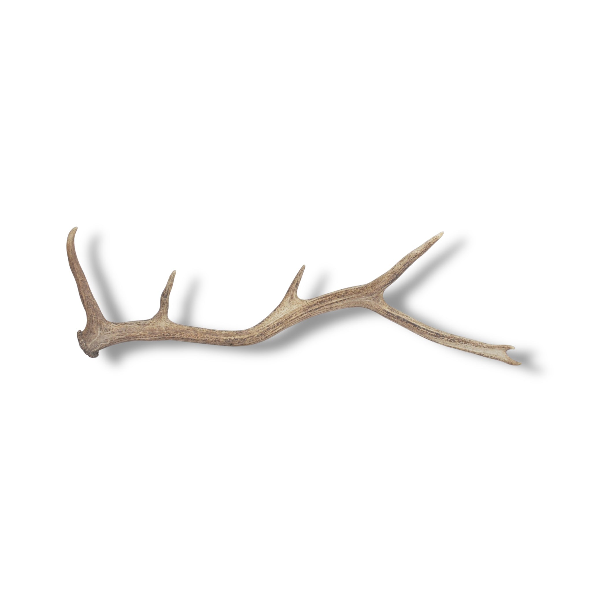 Elk Antler | Medium Size | 38