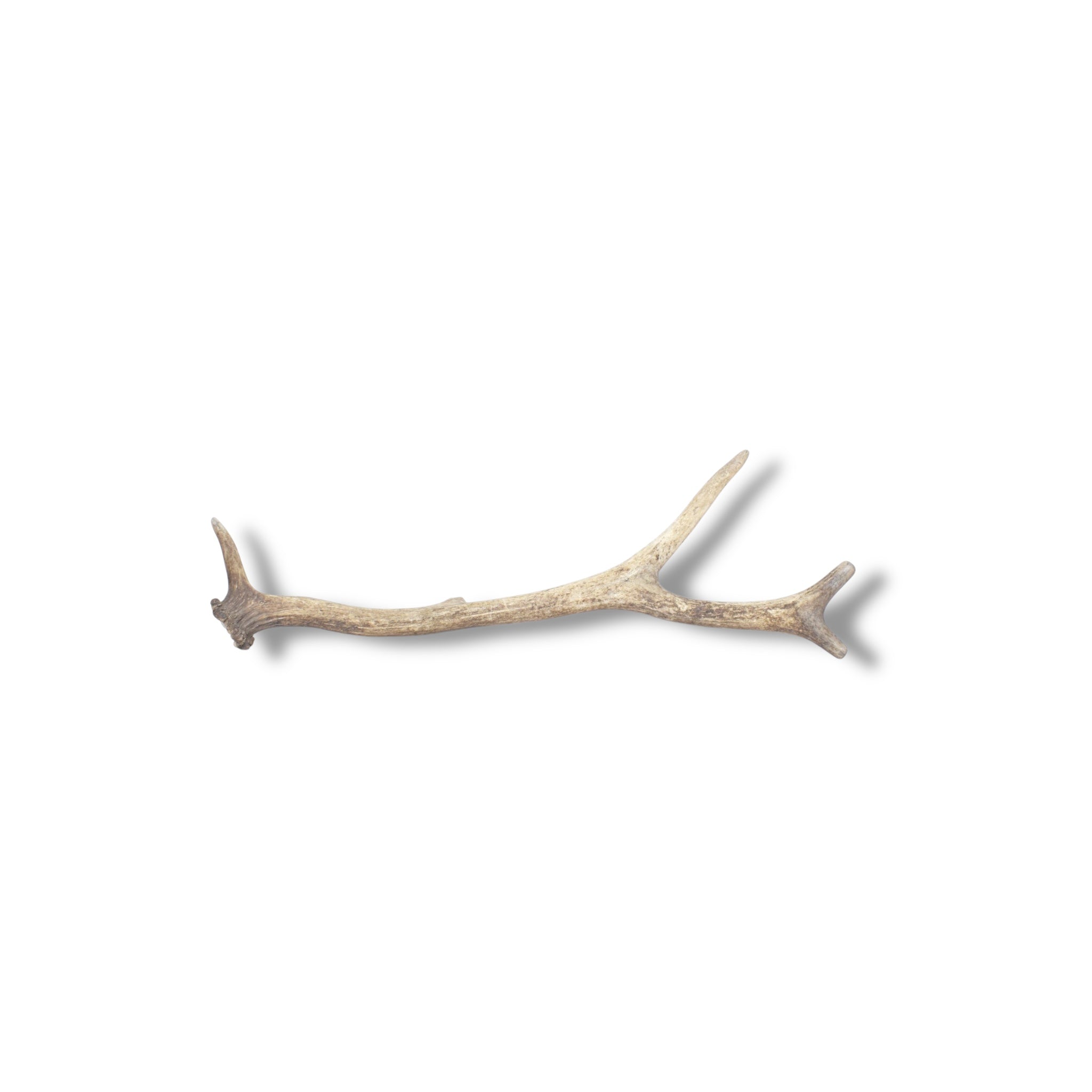 Elk Antler | Medium Size | 40