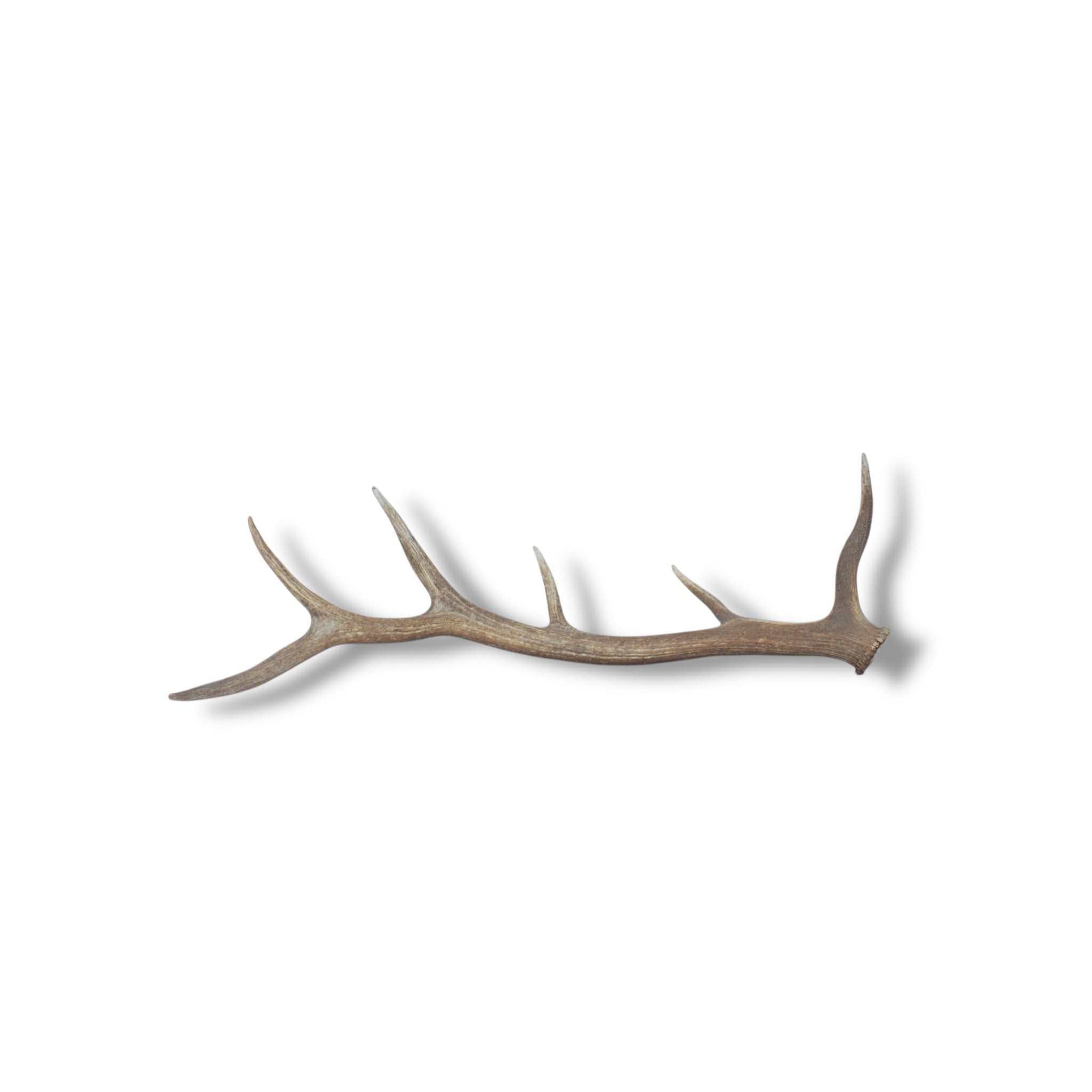 Elk Antler | Large Size | 42