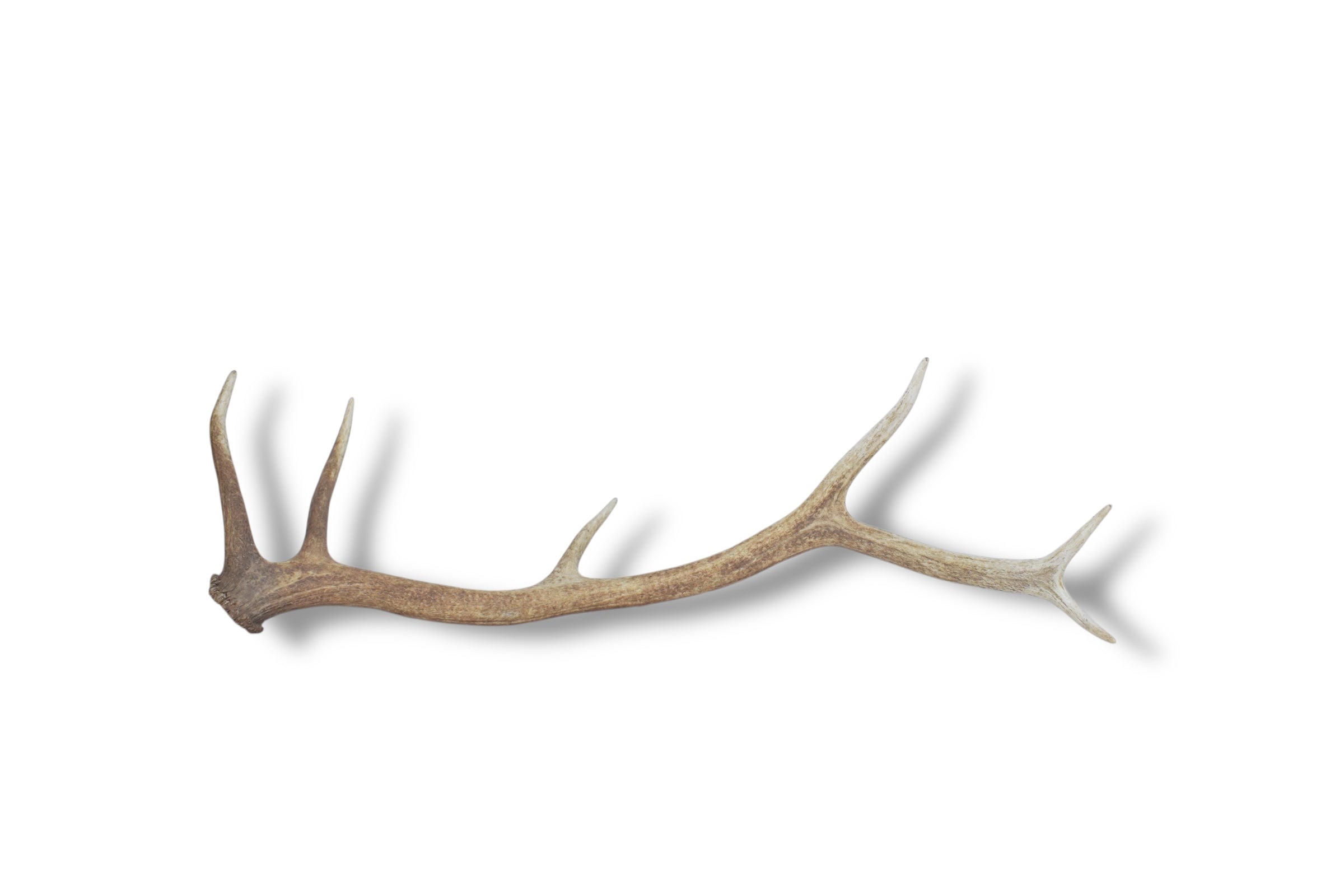 Elk Antler | Medium Size | 44