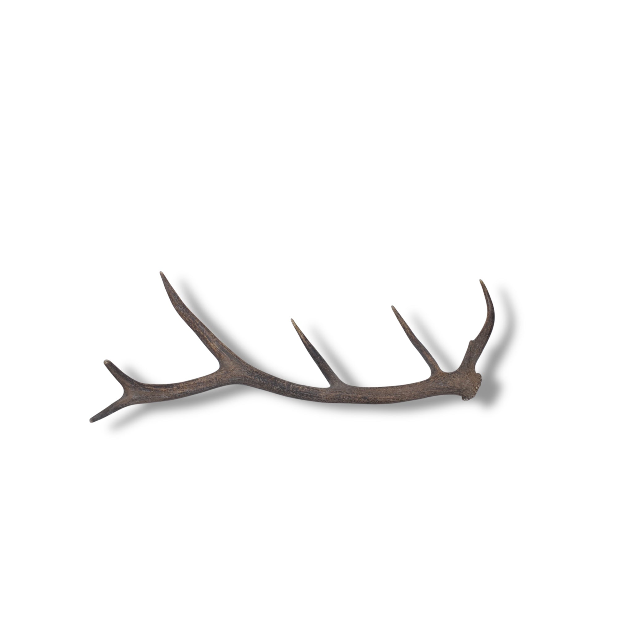 Elk Antler | Medium Size | 45