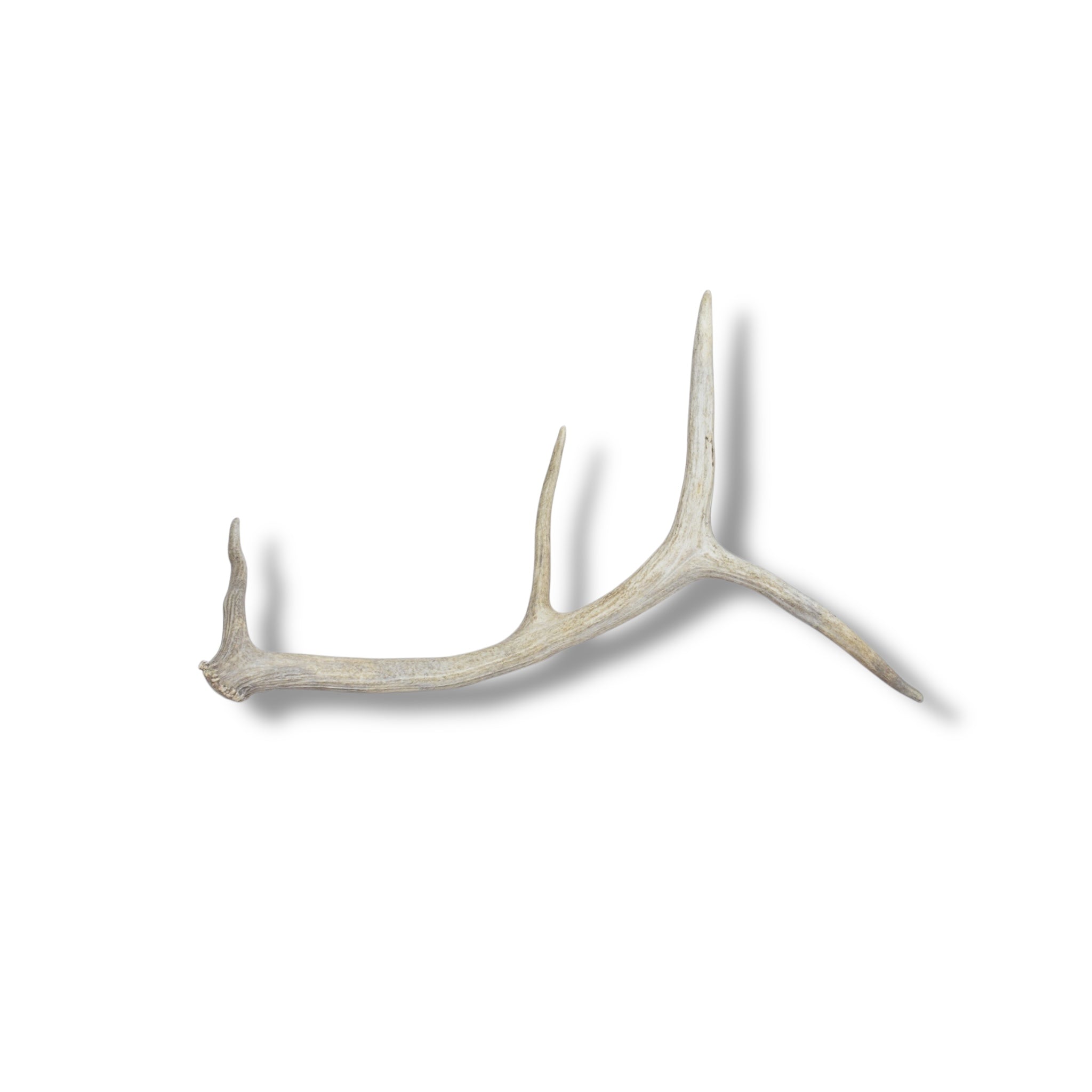 Elk Antler | Medium Size | 46