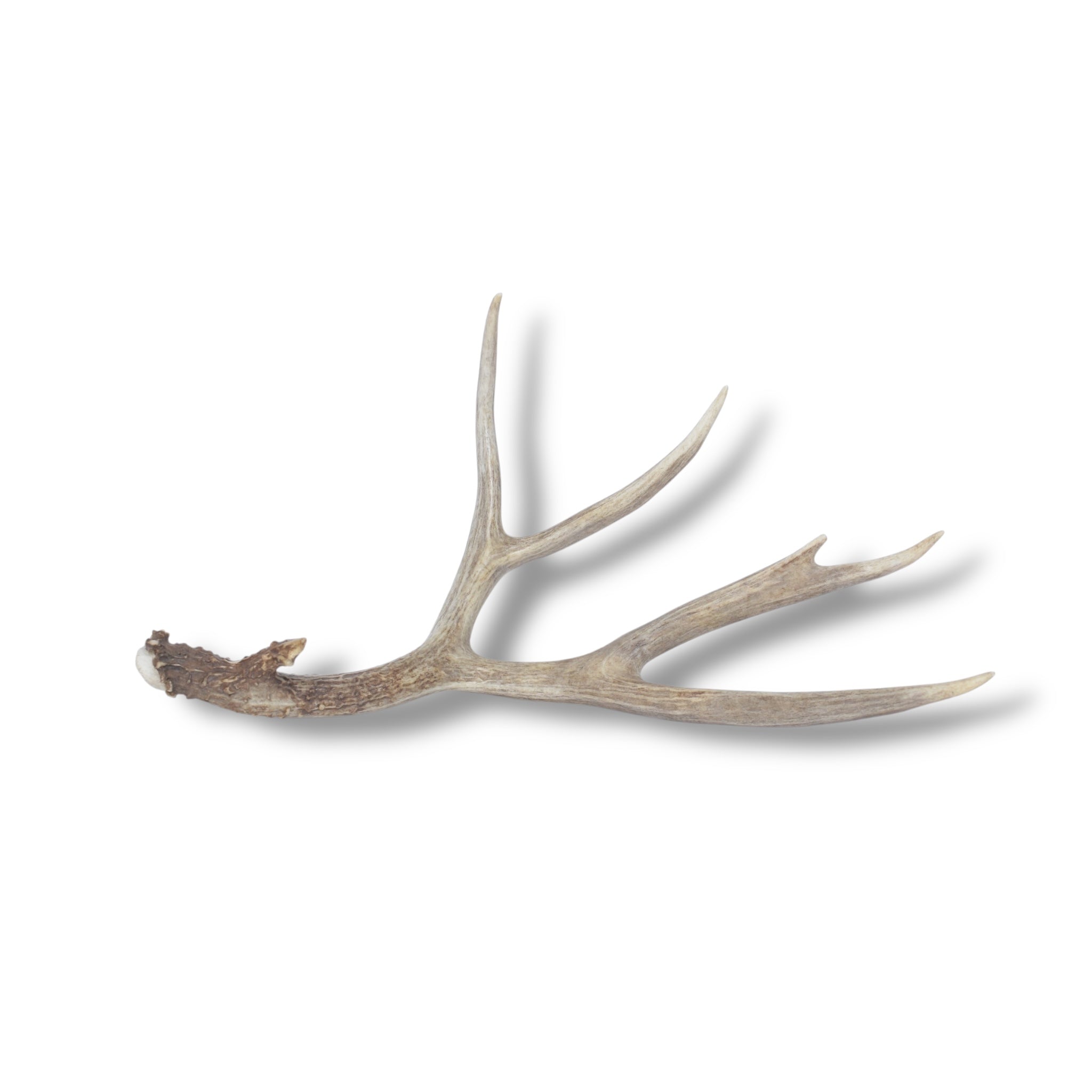Mule Deer Antler | 04