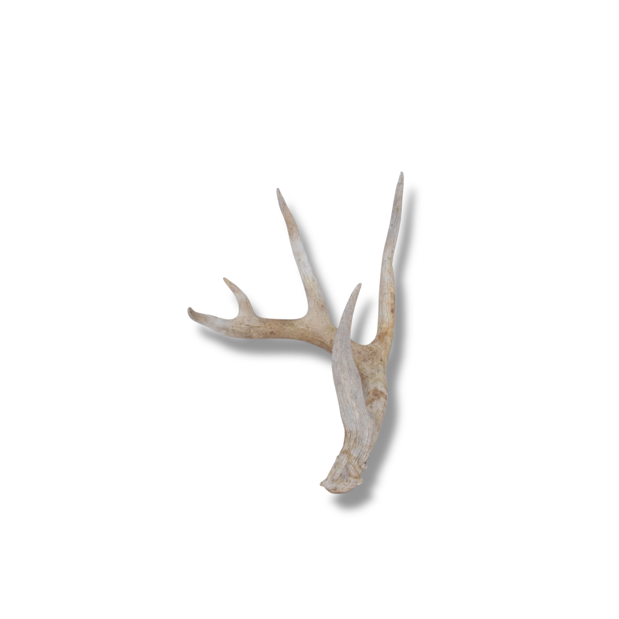 Whitetail Deer Antler | 02 | SOLD OUT